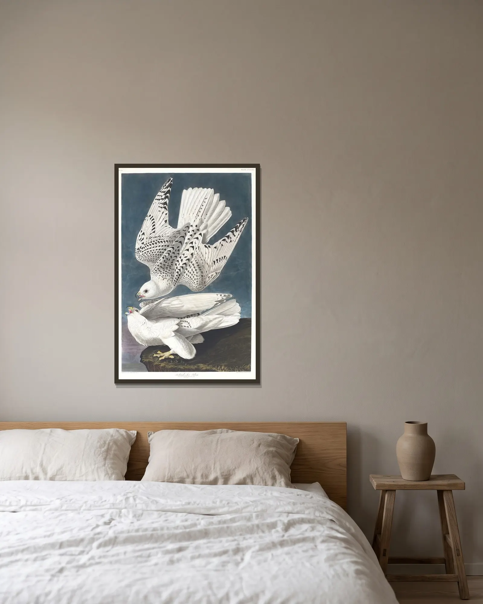 Iceland or jer falcon av John James Audubon inramad på en vägg