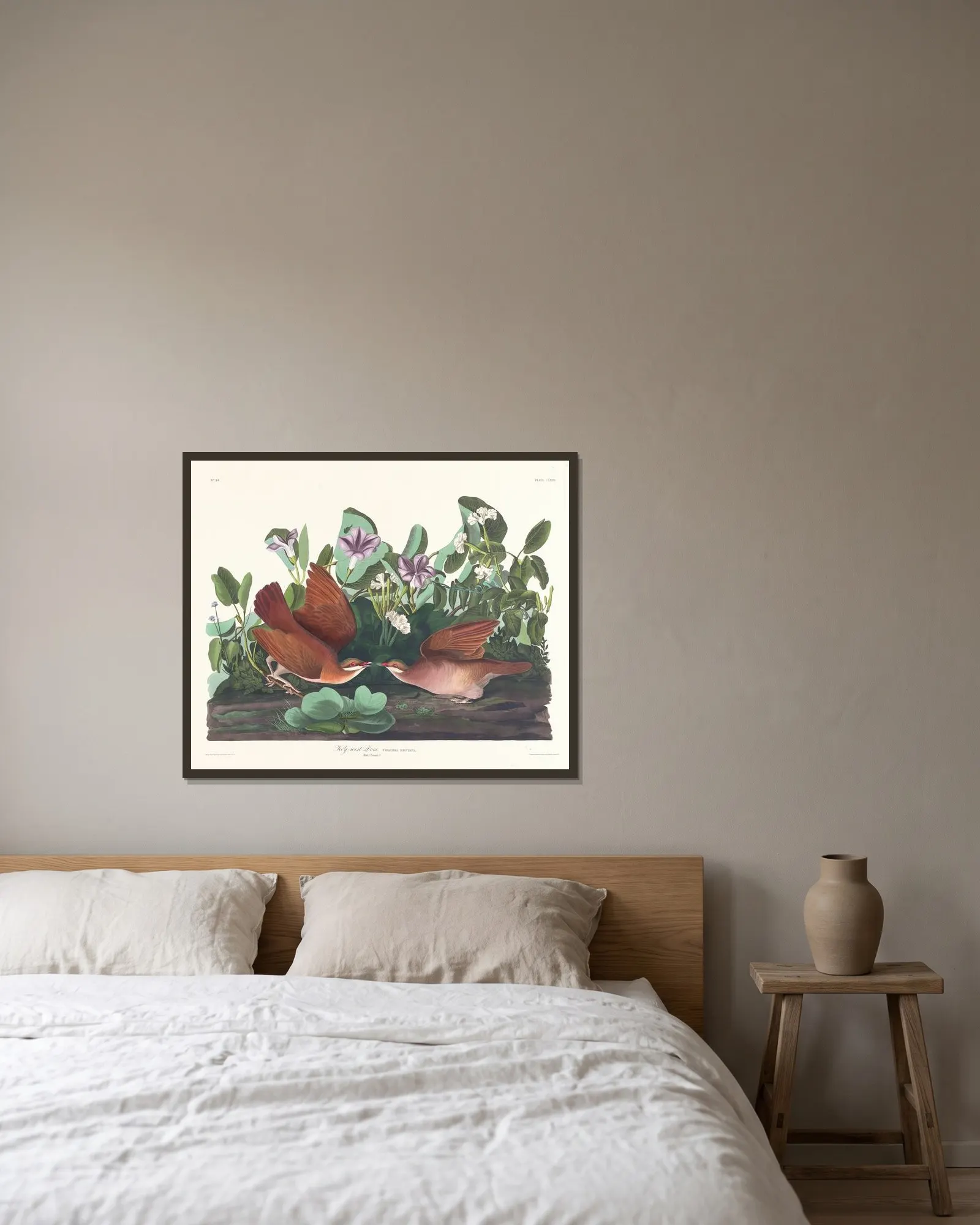 Key-west dove av John James Audubon inramad på en vägg