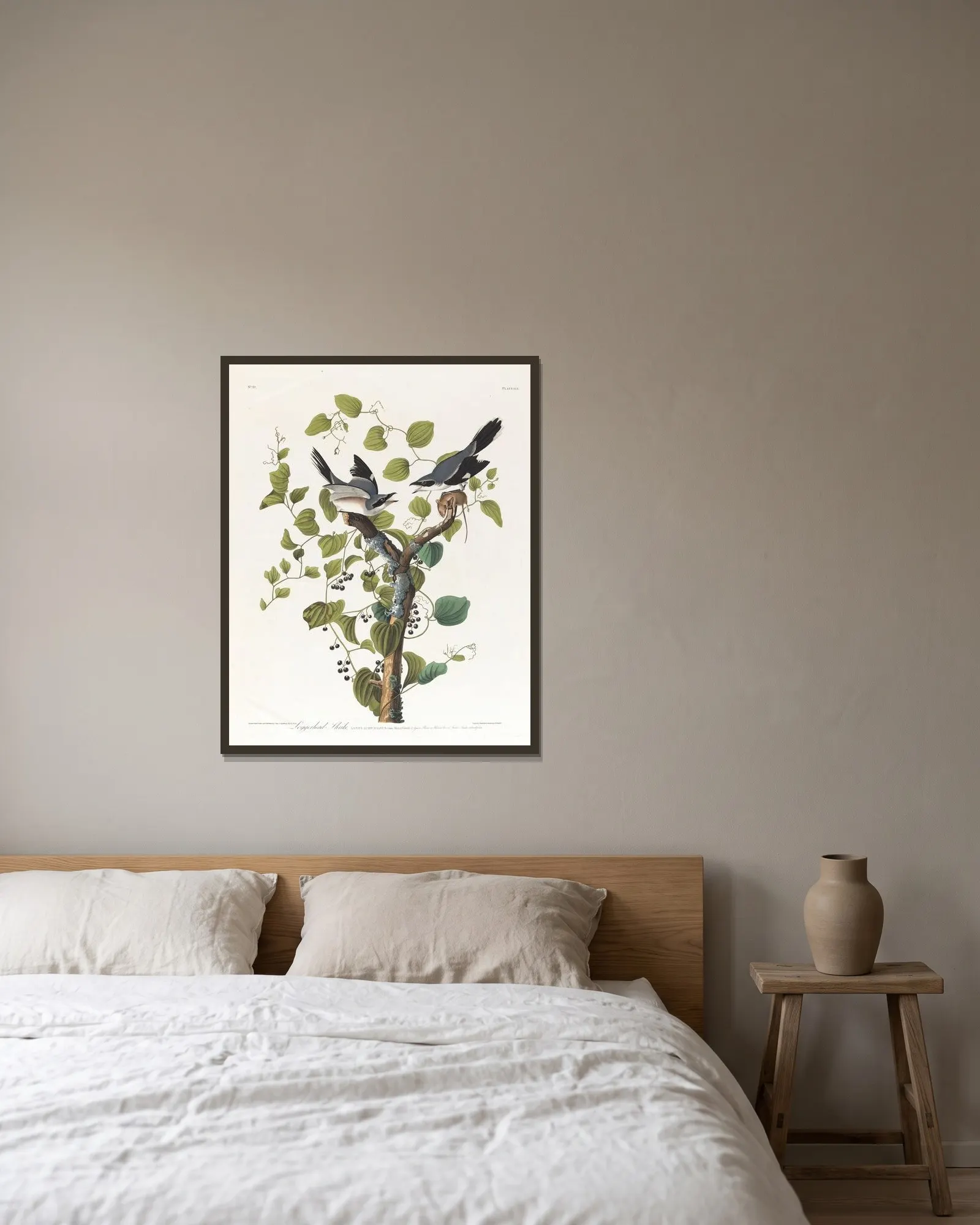 Loggerhead shrike av John James Audubon inramad på en vägg