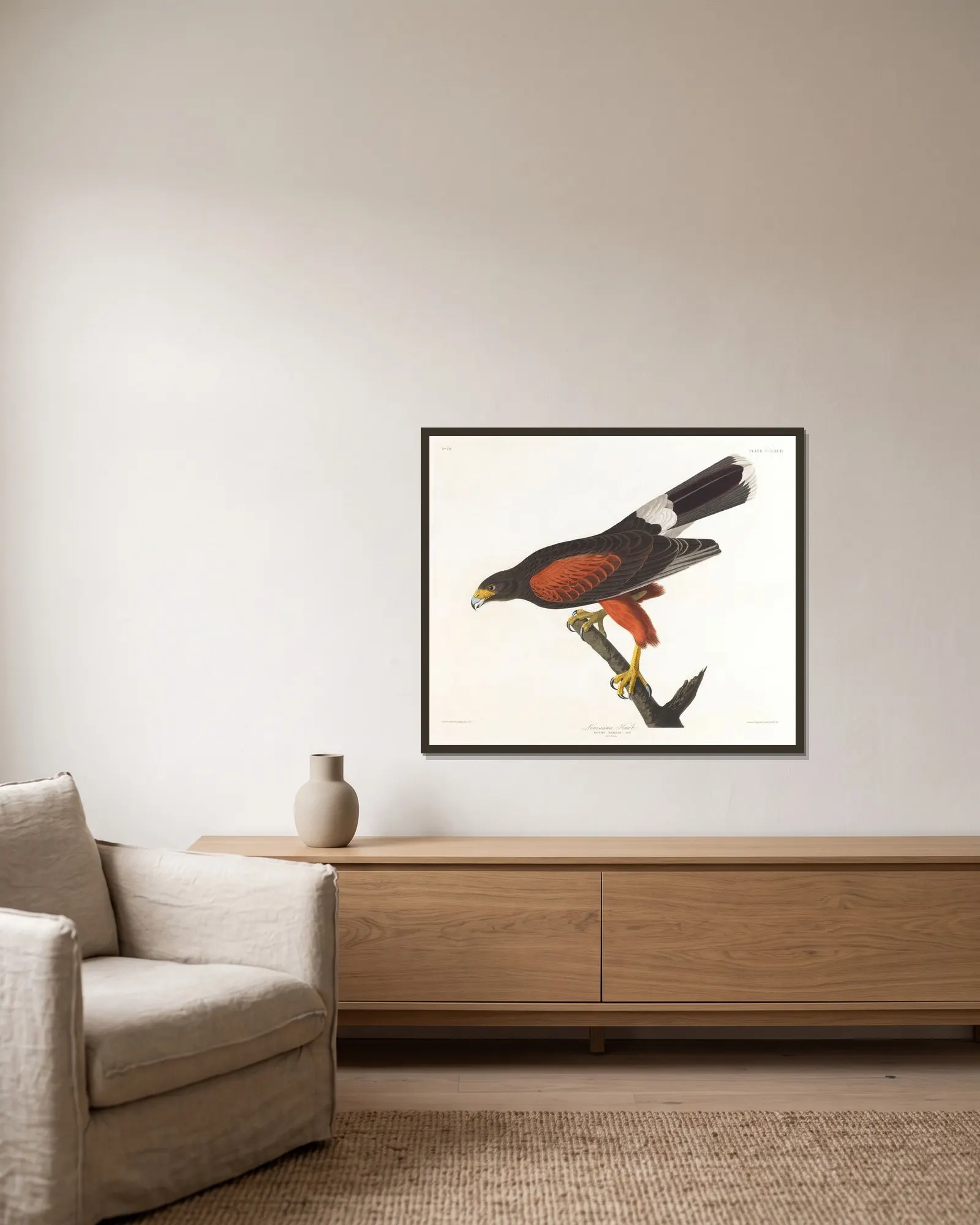 Louisiana hawk av John James Audubon inramad på en vägg