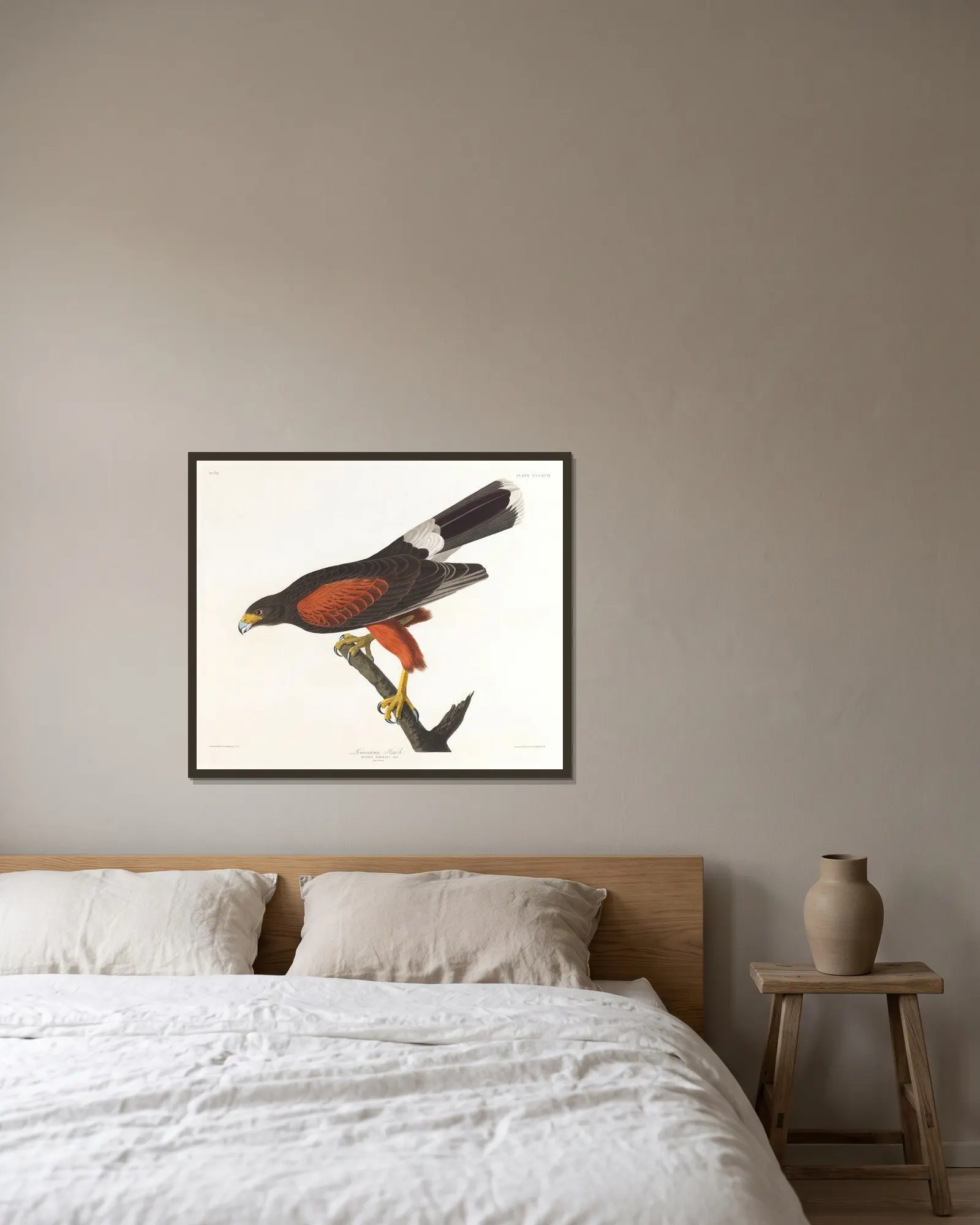 Louisiana hawk av John James Audubon inramad på en vägg
