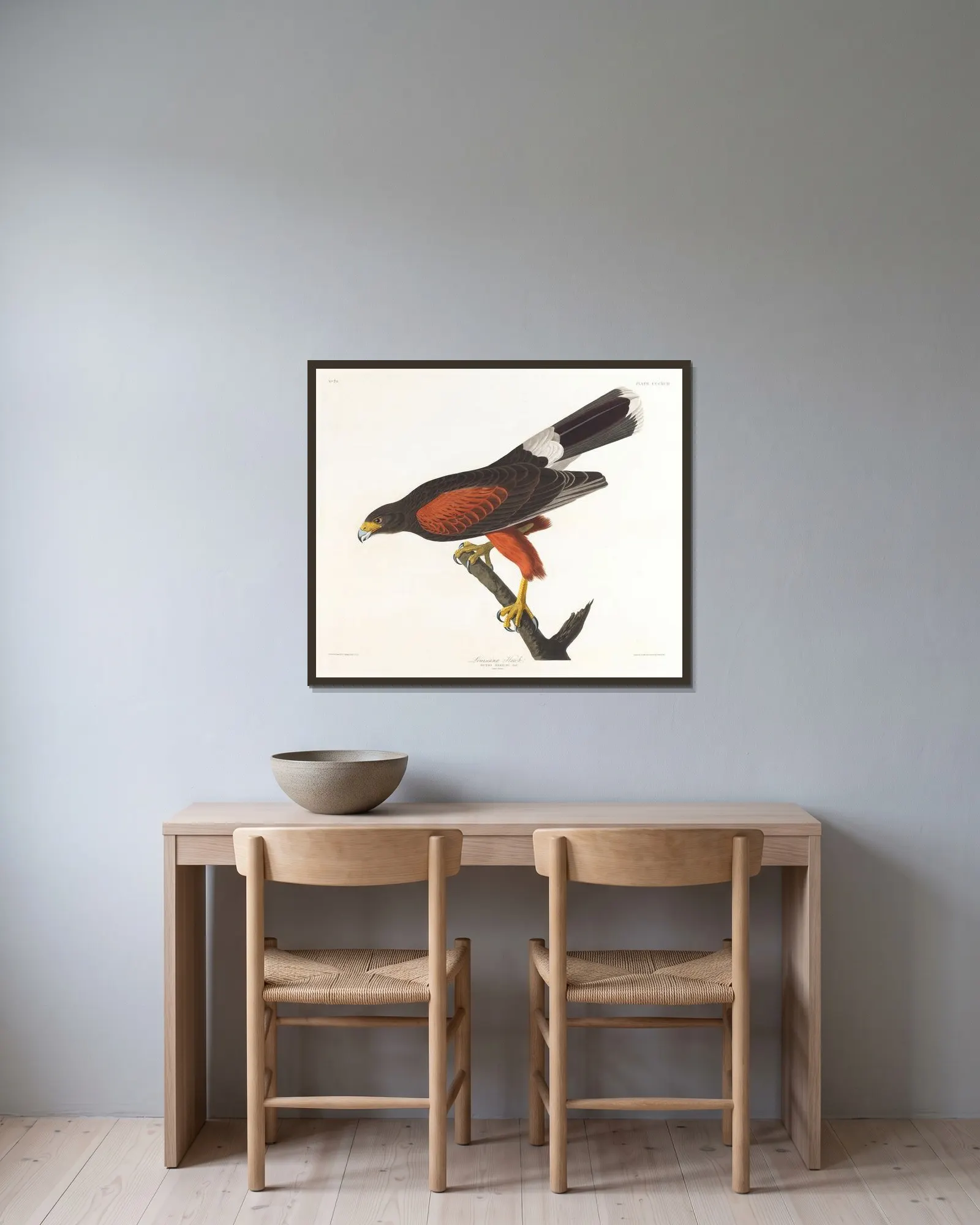 Louisiana hawk av John James Audubon inramad på en vägg