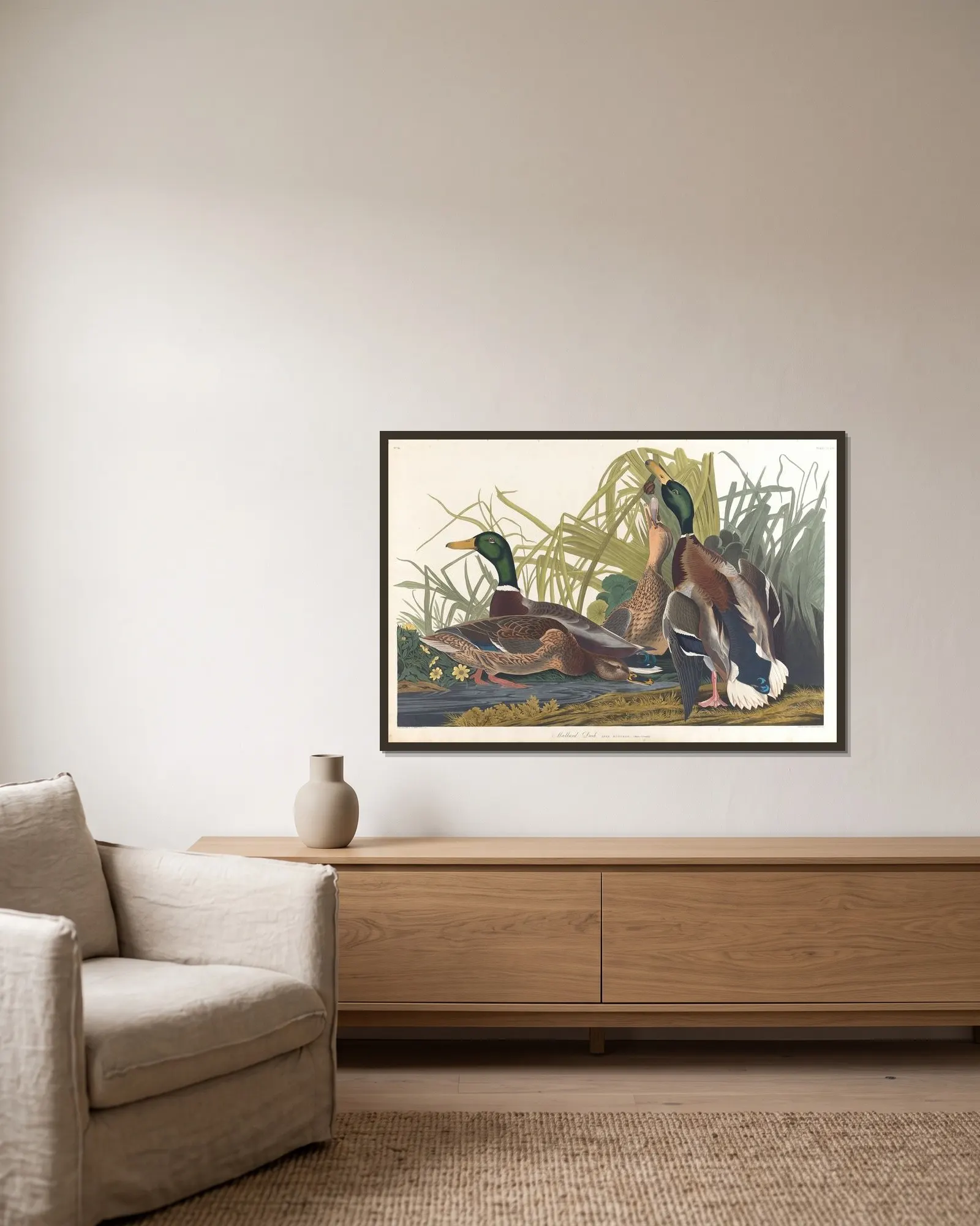 Mallard duck av John James Audubon inramad på en vägg