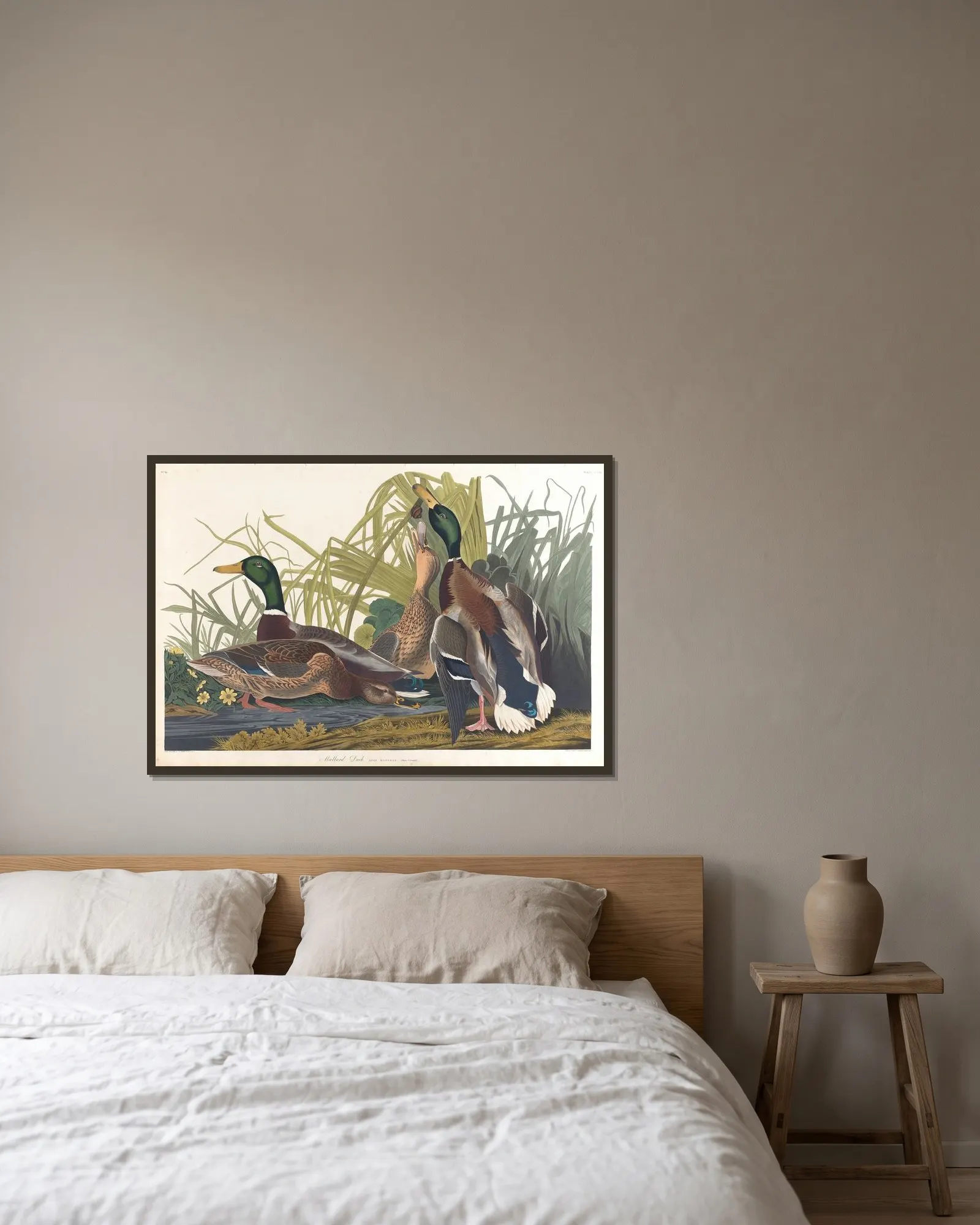 Mallard duck av John James Audubon inramad på en vägg