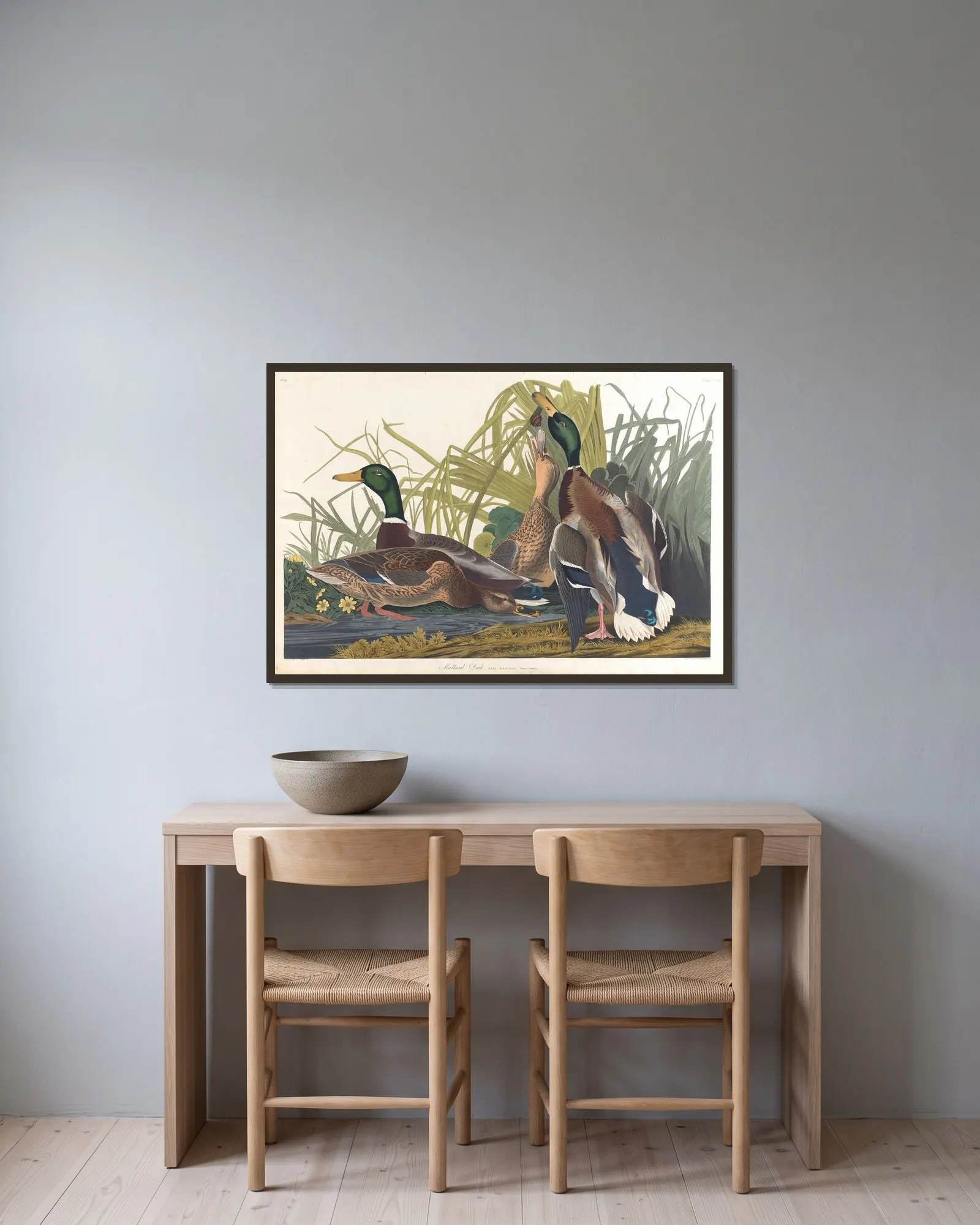 Mallard duck av John James Audubon inramad på en vägg