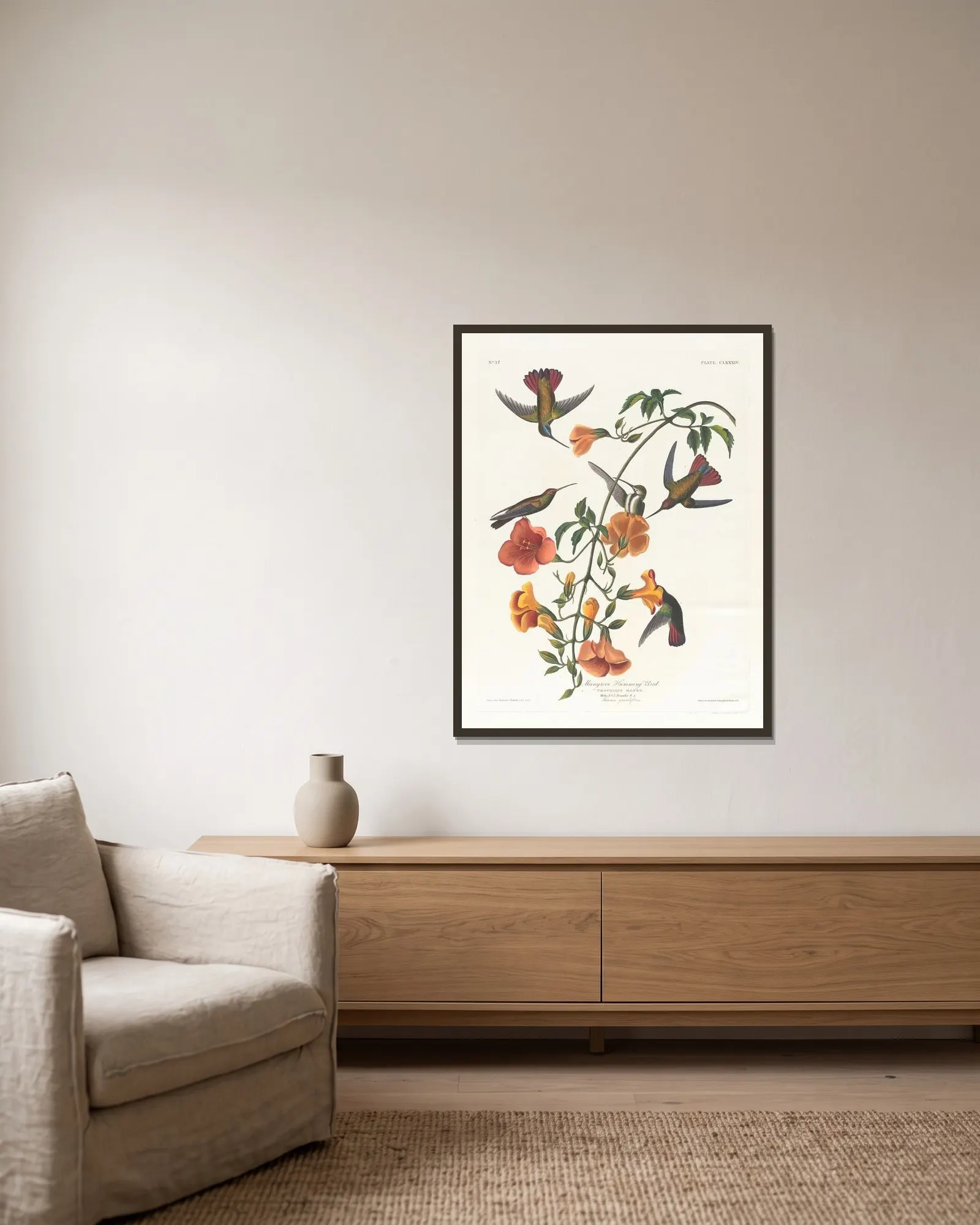 Mangrove humming bird av John James Audubon inramad på en vägg