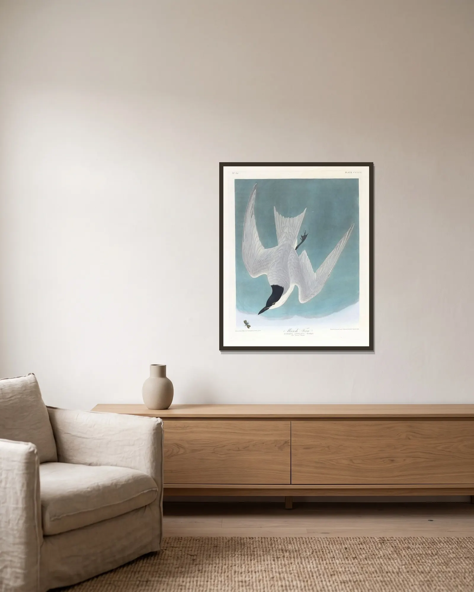 Marsh tern av John James Audubon inramad på en vägg