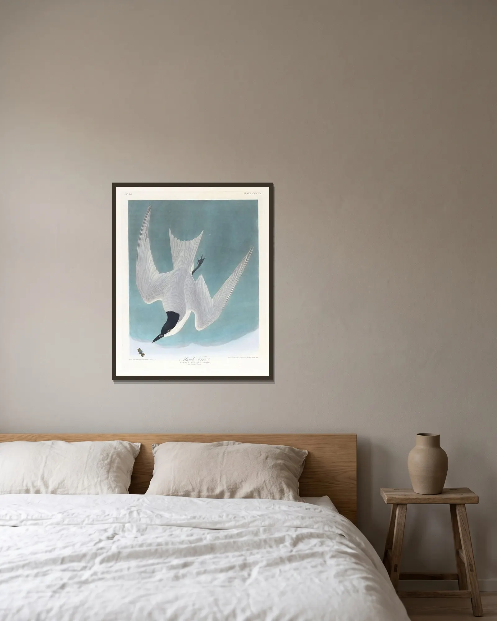 Marsh tern av John James Audubon inramad på en vägg