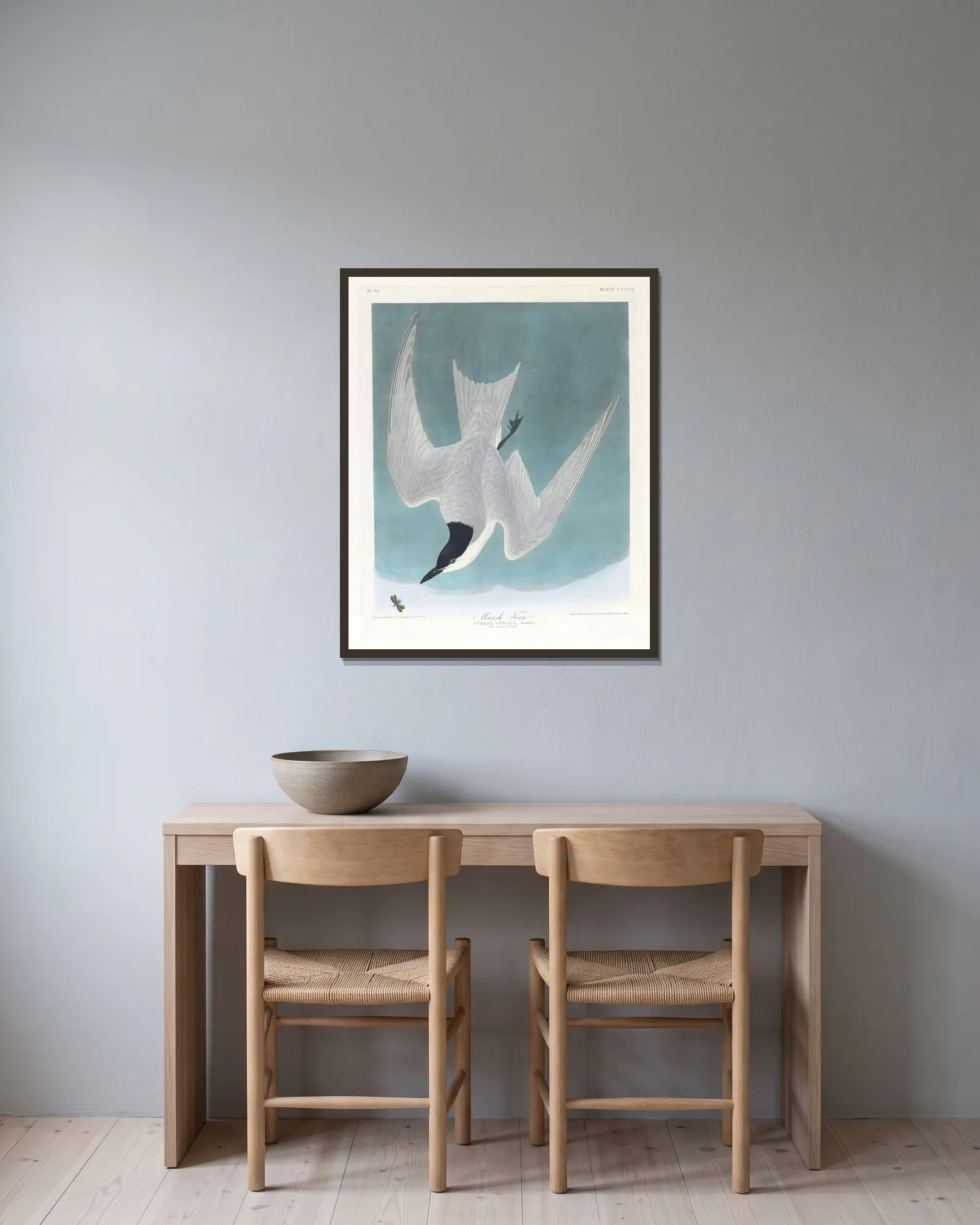 Marsh tern av John James Audubon inramad på en vägg