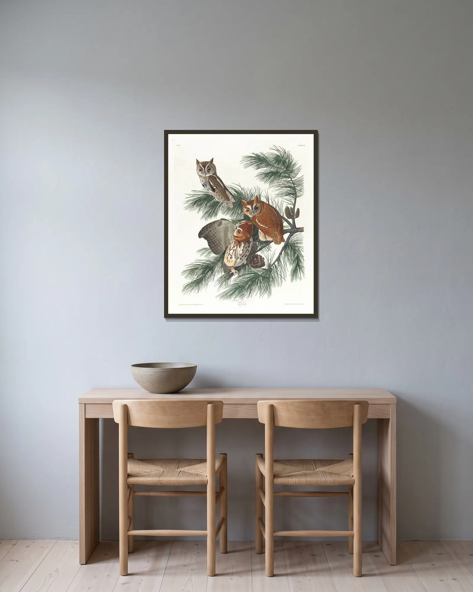 Mottled owl av John James Audubon inramad på en vägg