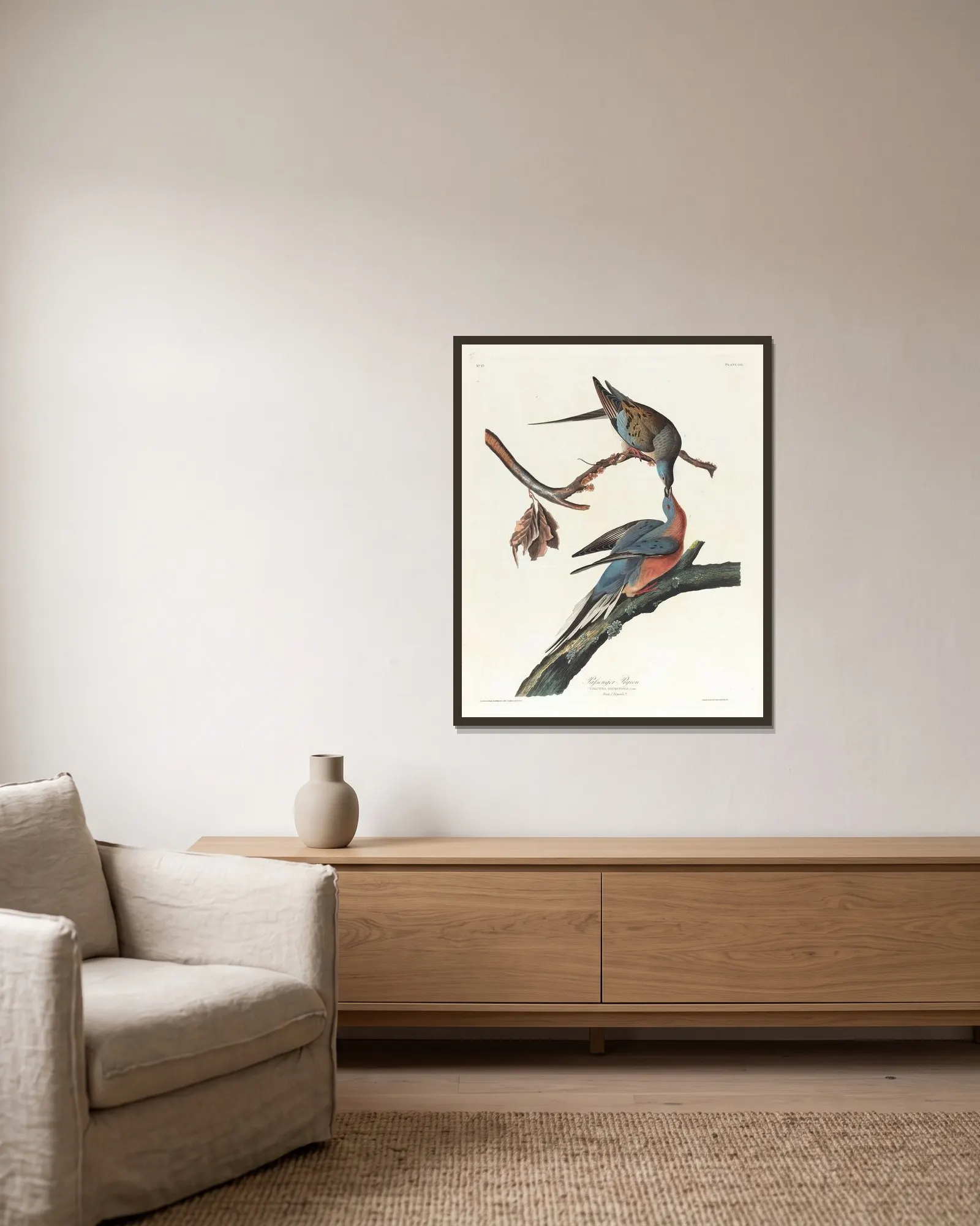 Passenger pigeon av John James Audubon inramad på en vägg