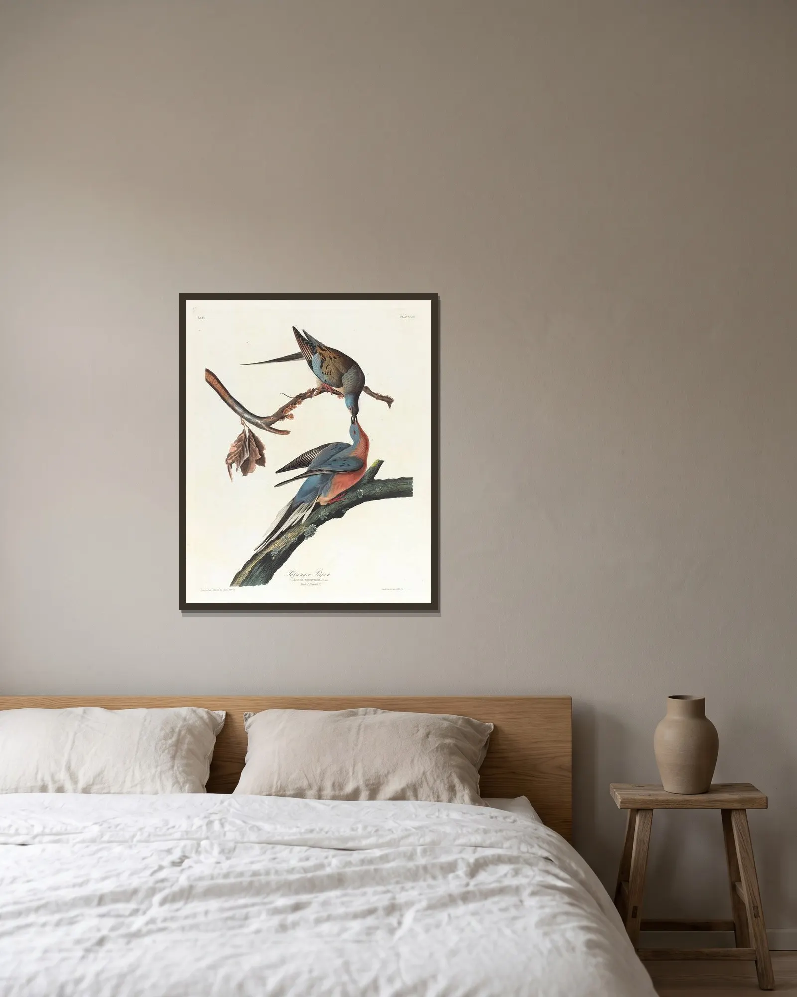Passenger pigeon av John James Audubon inramad på en vägg