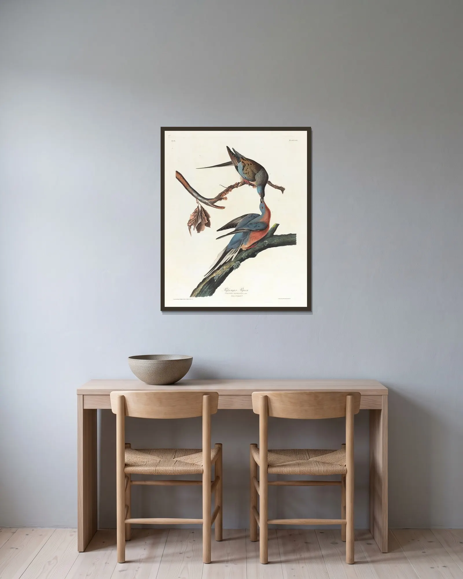 Passenger pigeon av John James Audubon inramad på en vägg