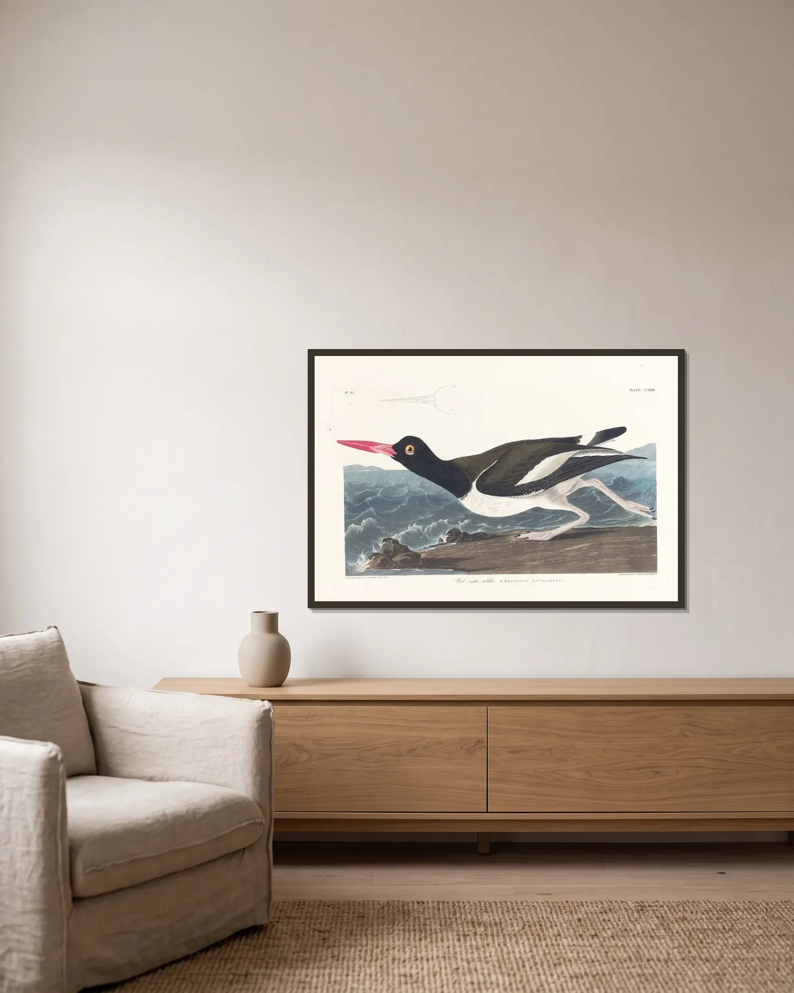Pied oyster-catcher av John James Audubon inramad på en vägg