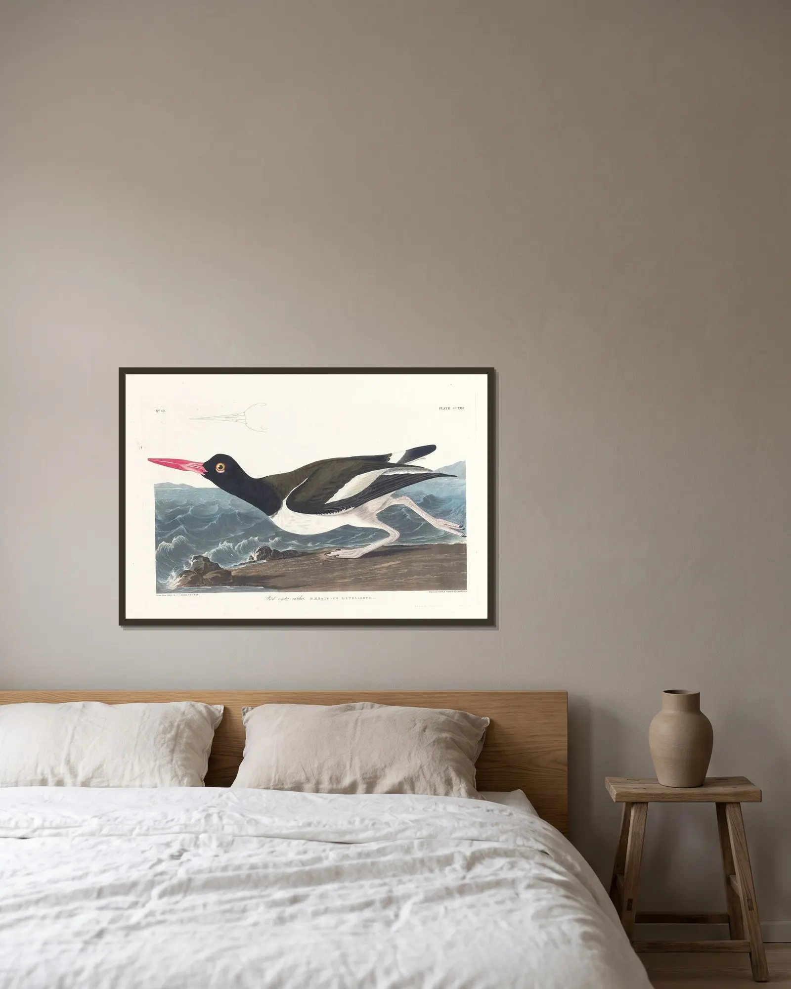 Pied oyster-catcher av John James Audubon inramad på en vägg