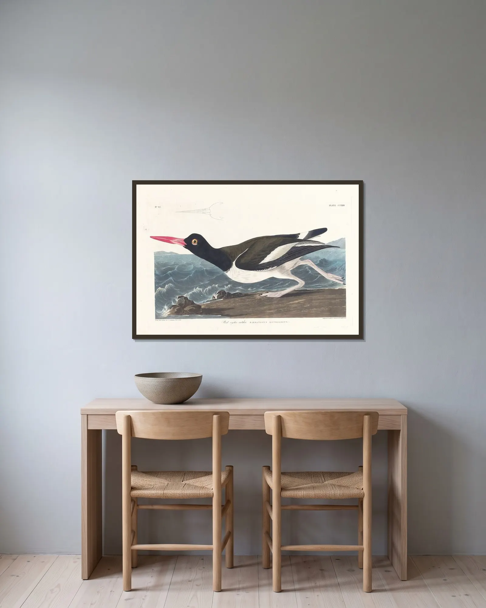 Pied oyster-catcher av John James Audubon inramad på en vägg