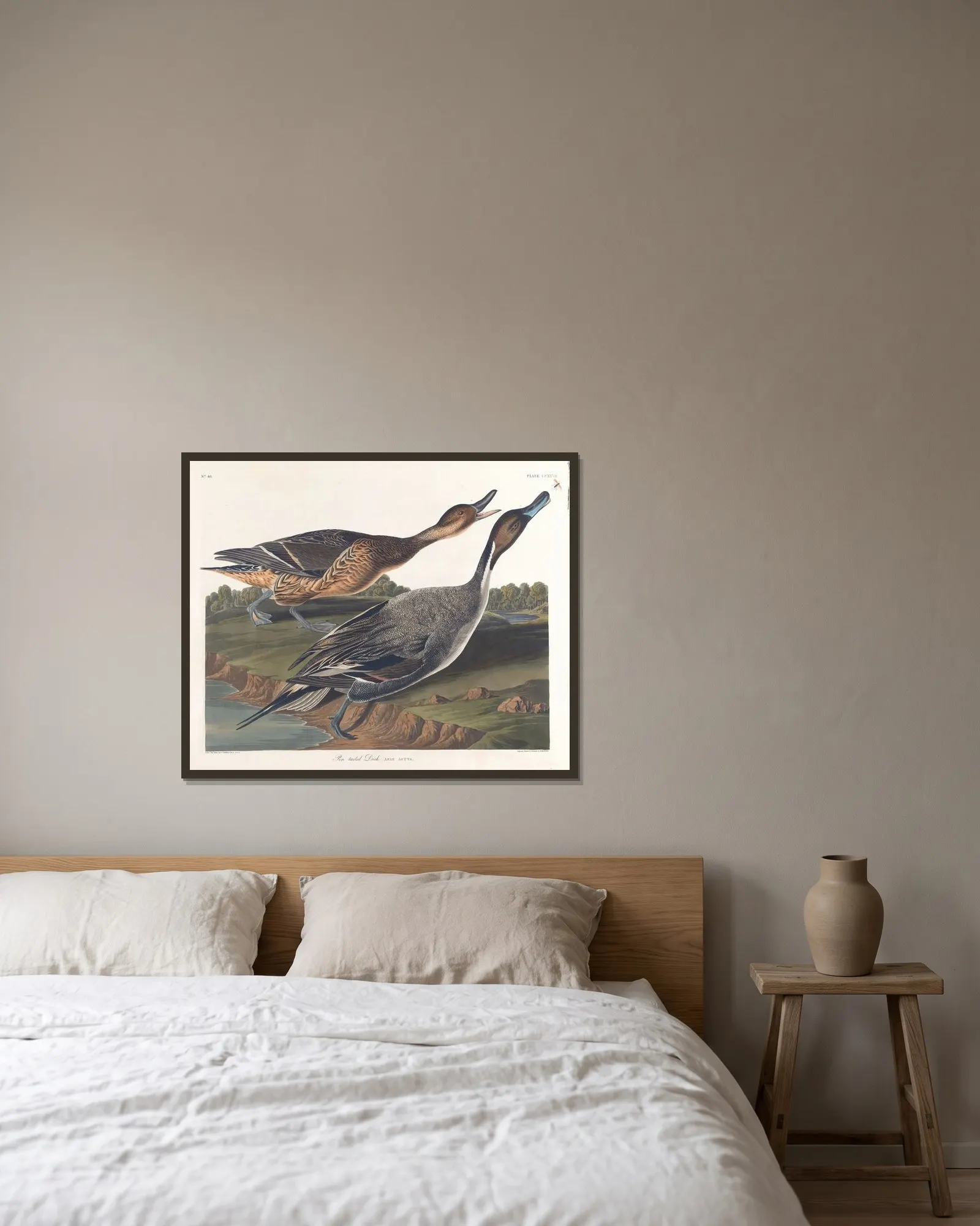 Pin tailed duck av John James Audubon inramad på en vägg