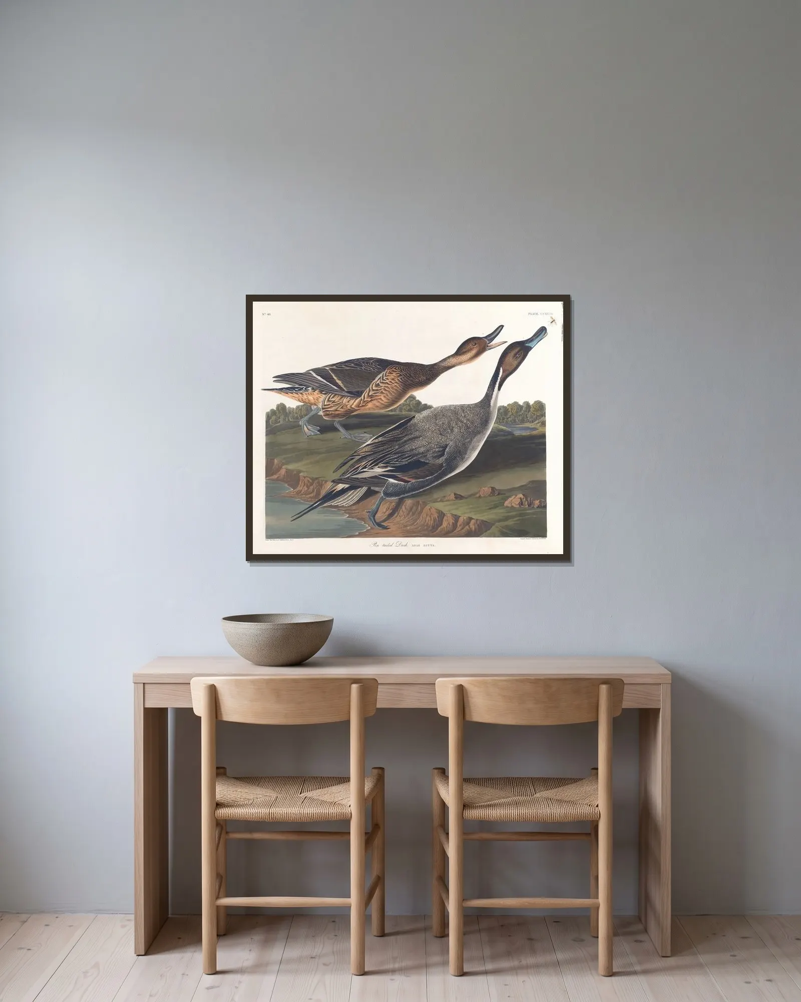 Pin tailed duck av John James Audubon inramad på en vägg
