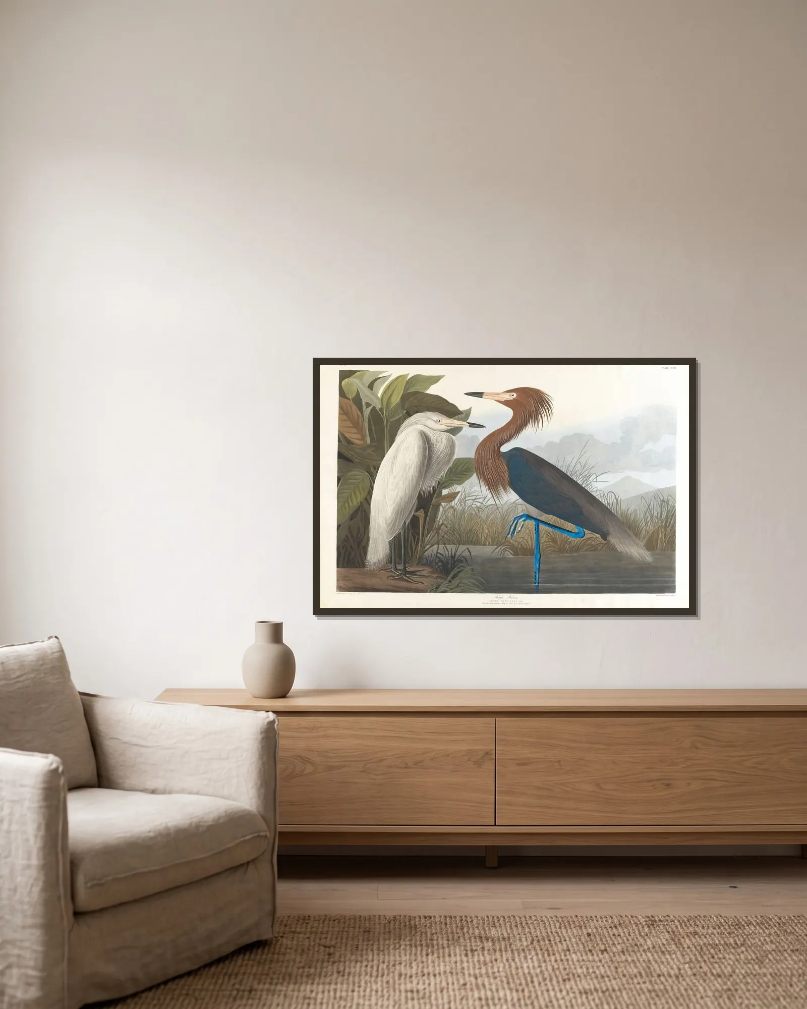 Purple heron av John James Audubon inramad på en vägg