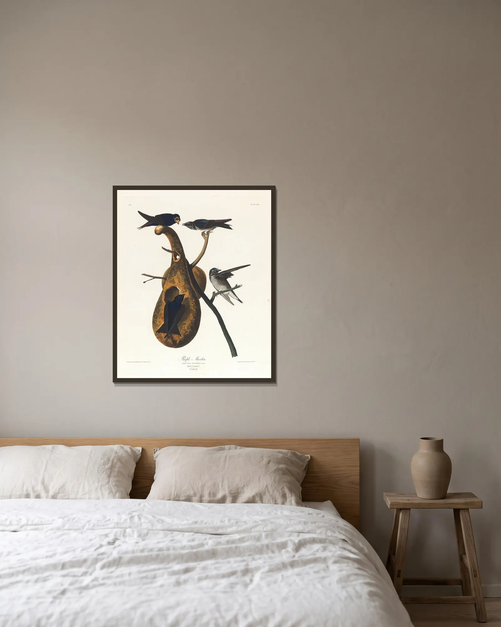Purple martin av John James Audubon inramad på en vägg