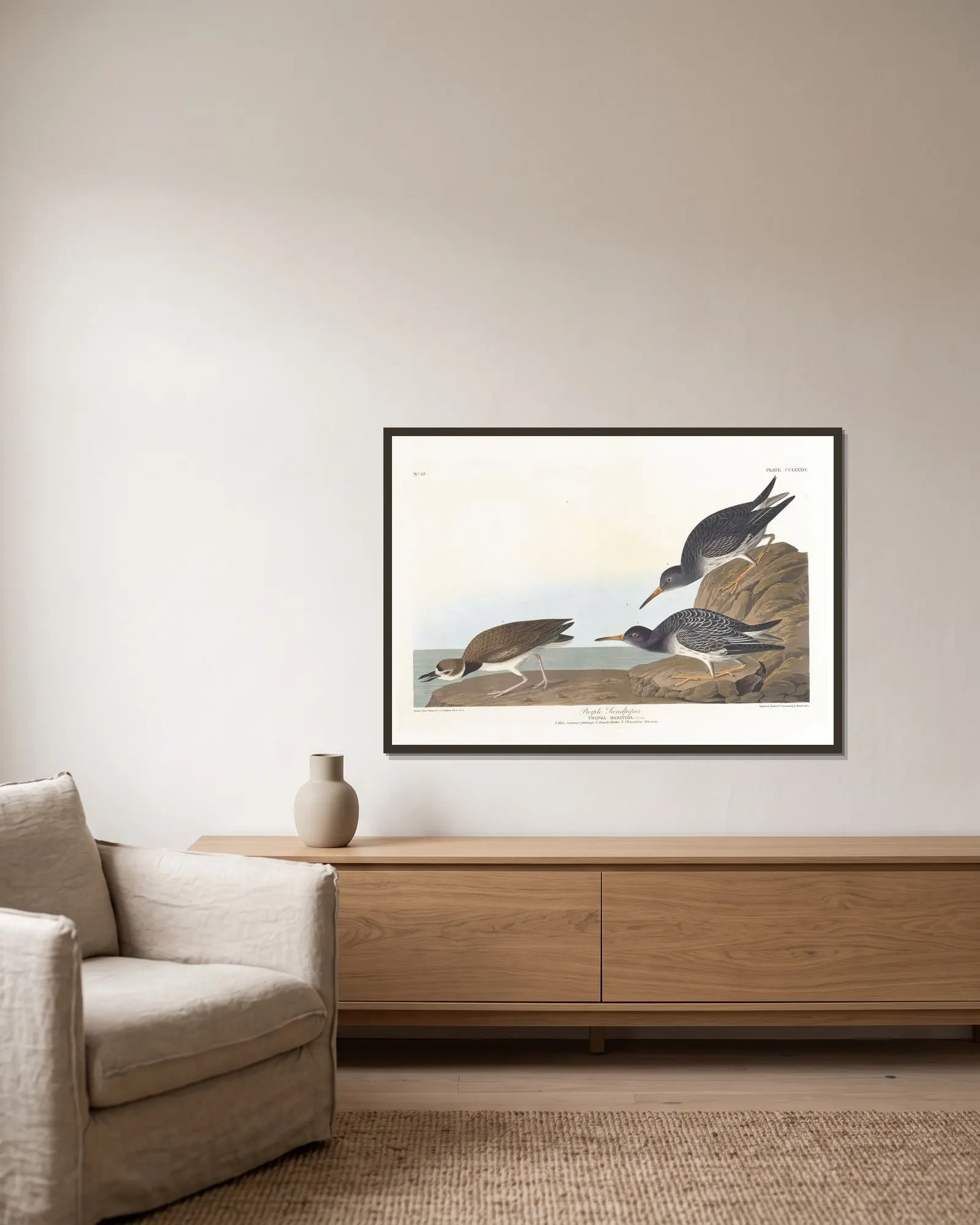 Purple sandpiper av John James Audubon inramad på en vägg