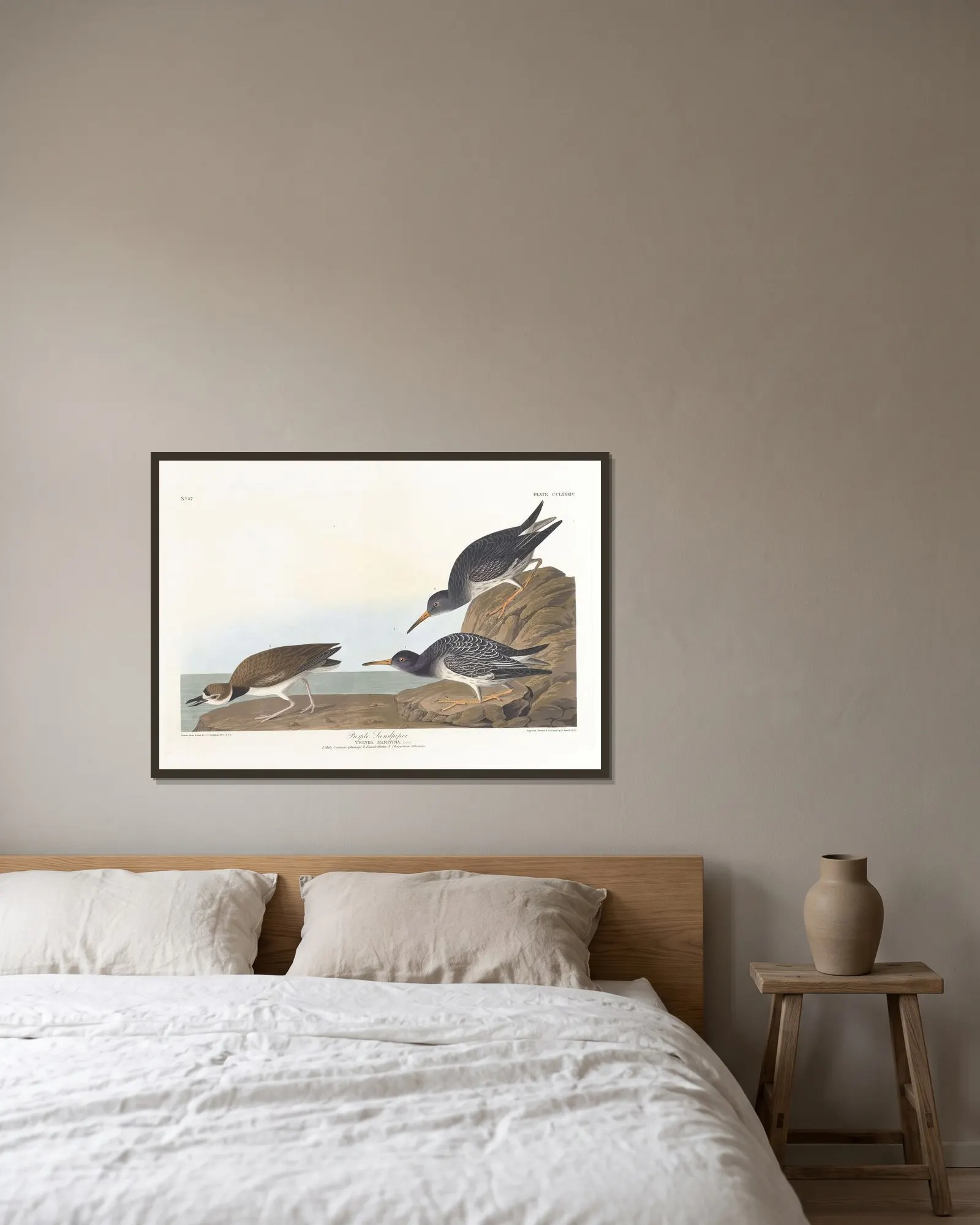 Purple sandpiper av John James Audubon inramad på en vägg