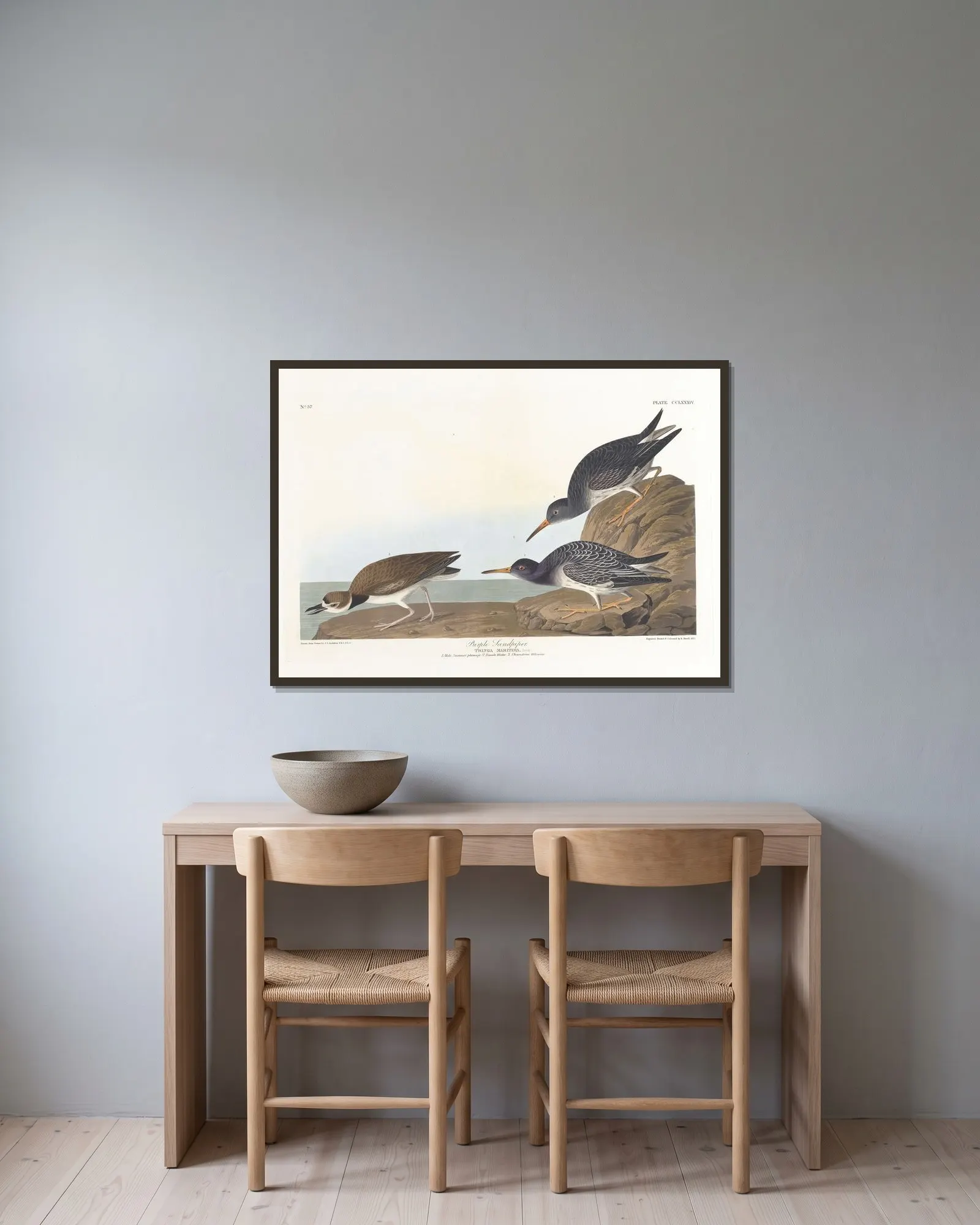 Purple sandpiper av John James Audubon inramad på en vägg