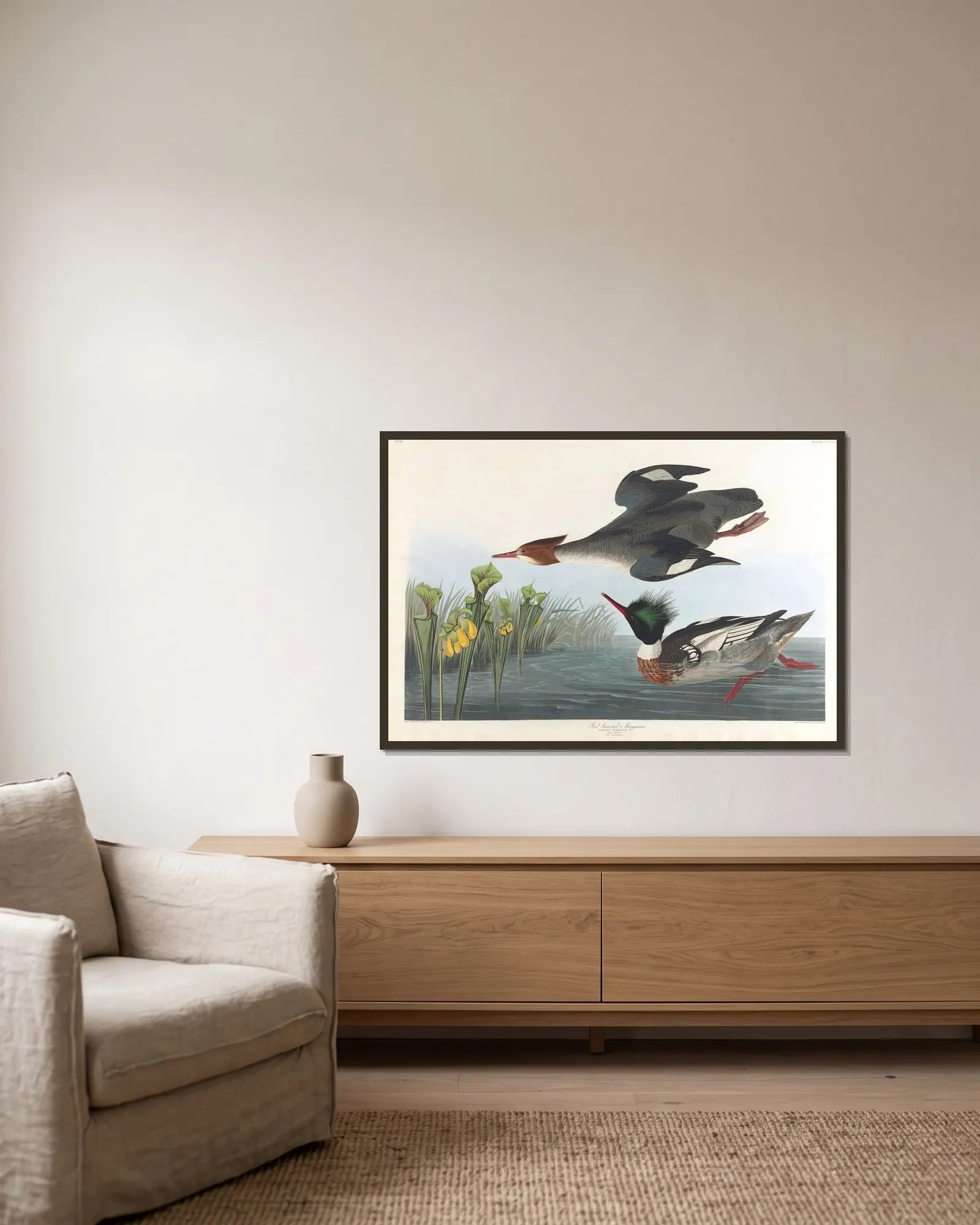Red-breasted merganser av John James Audubon inramad på en vägg