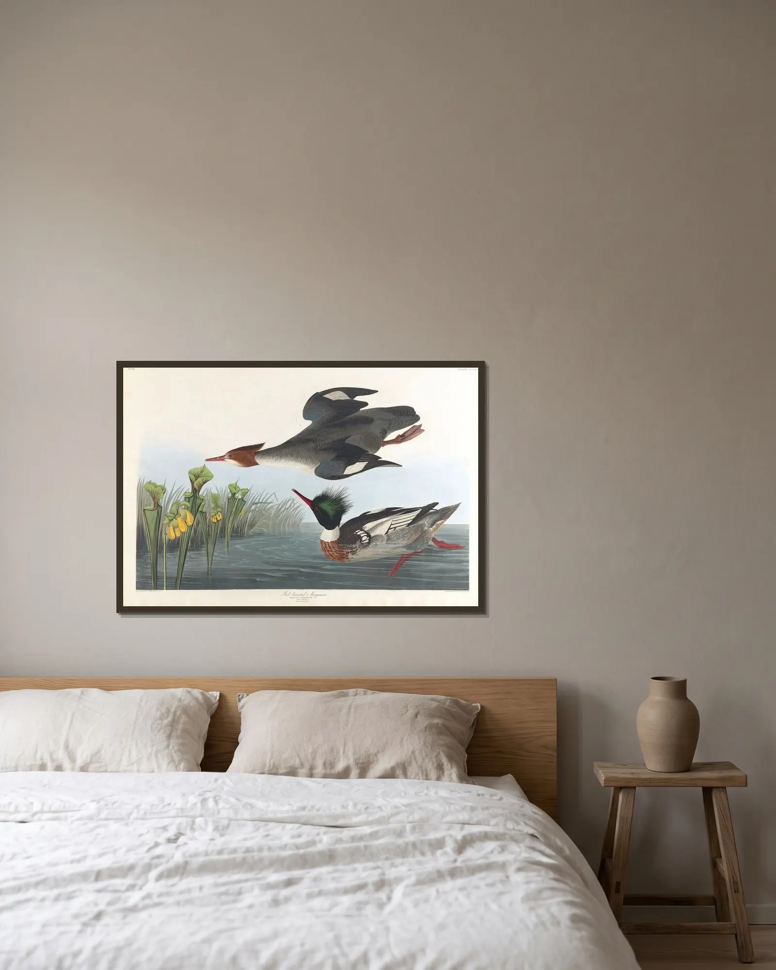 Red-breasted merganser av John James Audubon inramad på en vägg