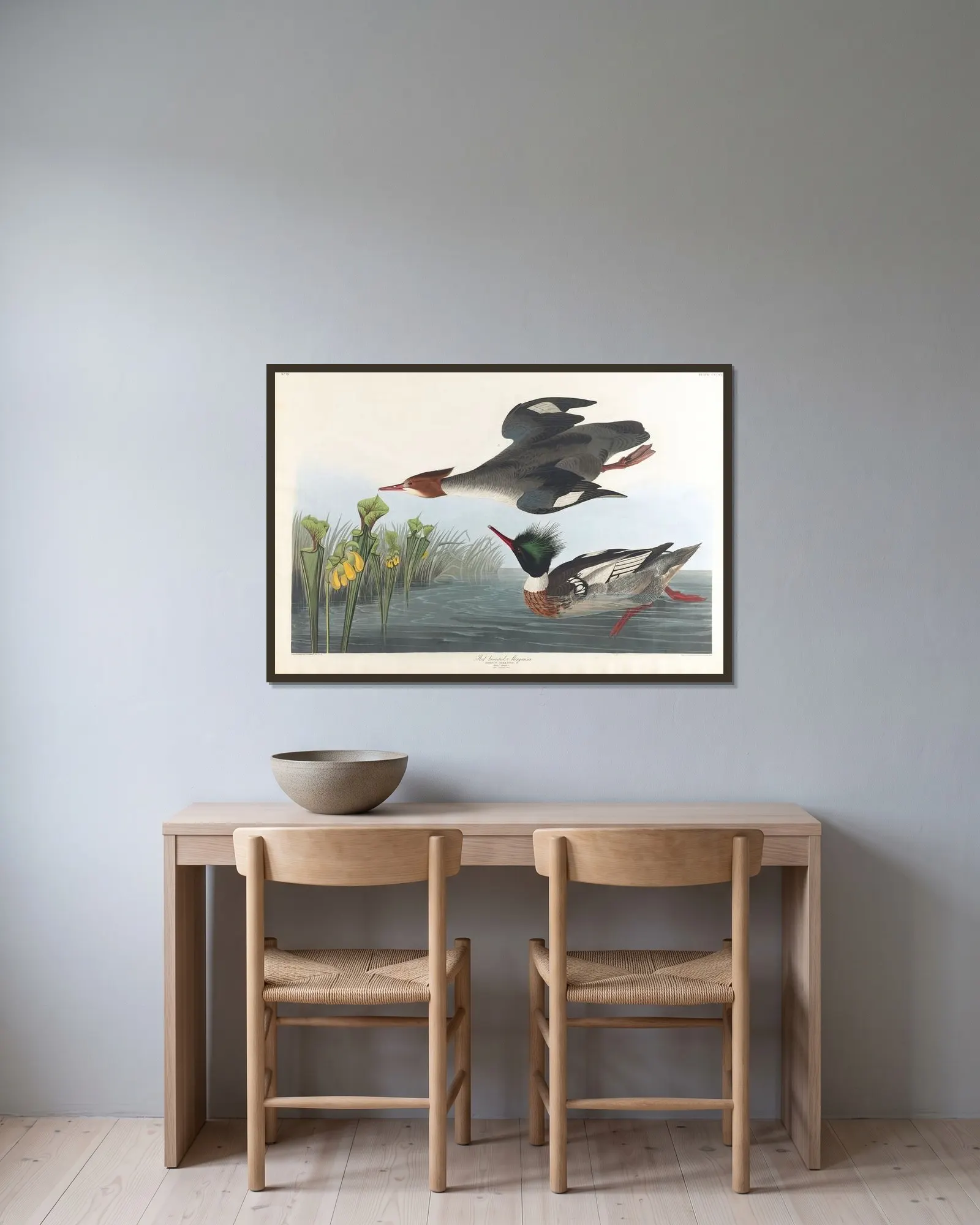 Red-breasted merganser av John James Audubon inramad på en vägg