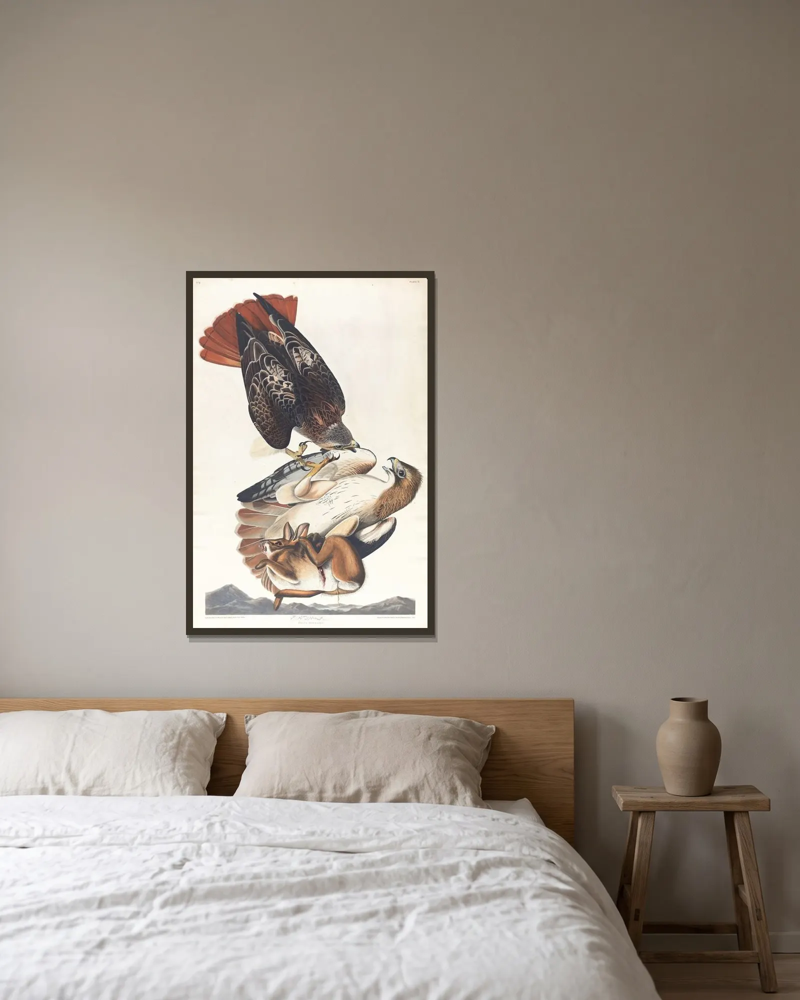 Red tailed hawk av John James Audubon inramad på en vägg