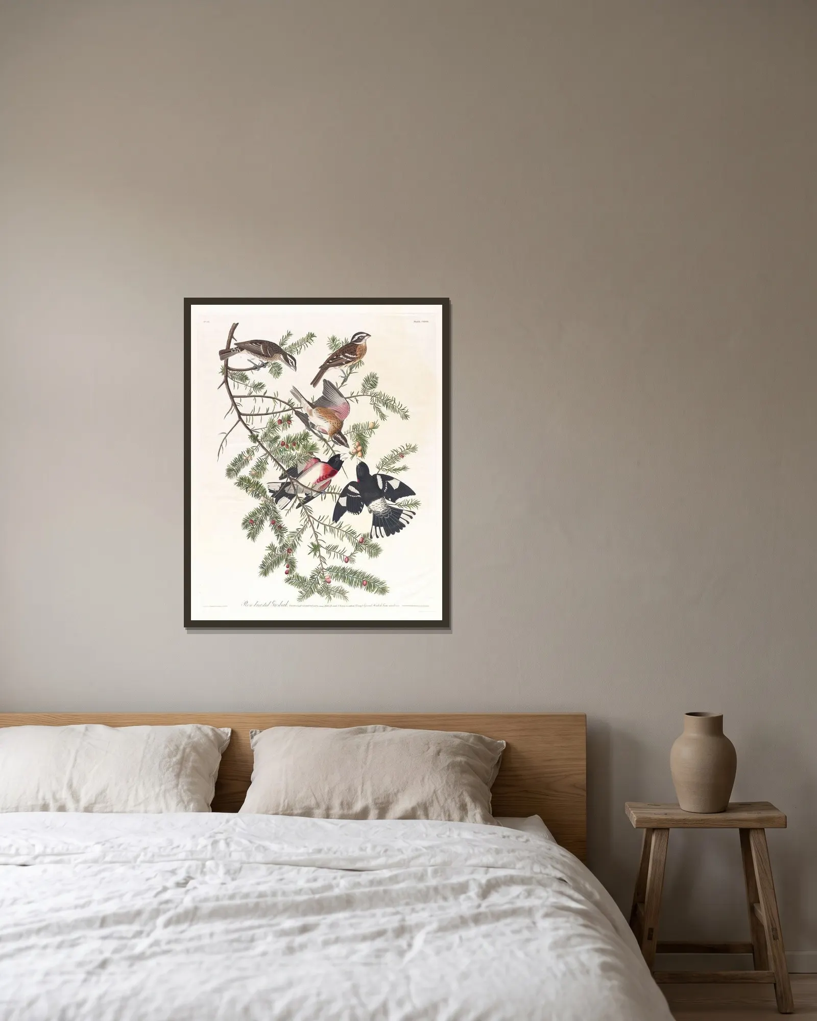 Rose-breasted grosbeak av John James Audubon inramad på en vägg