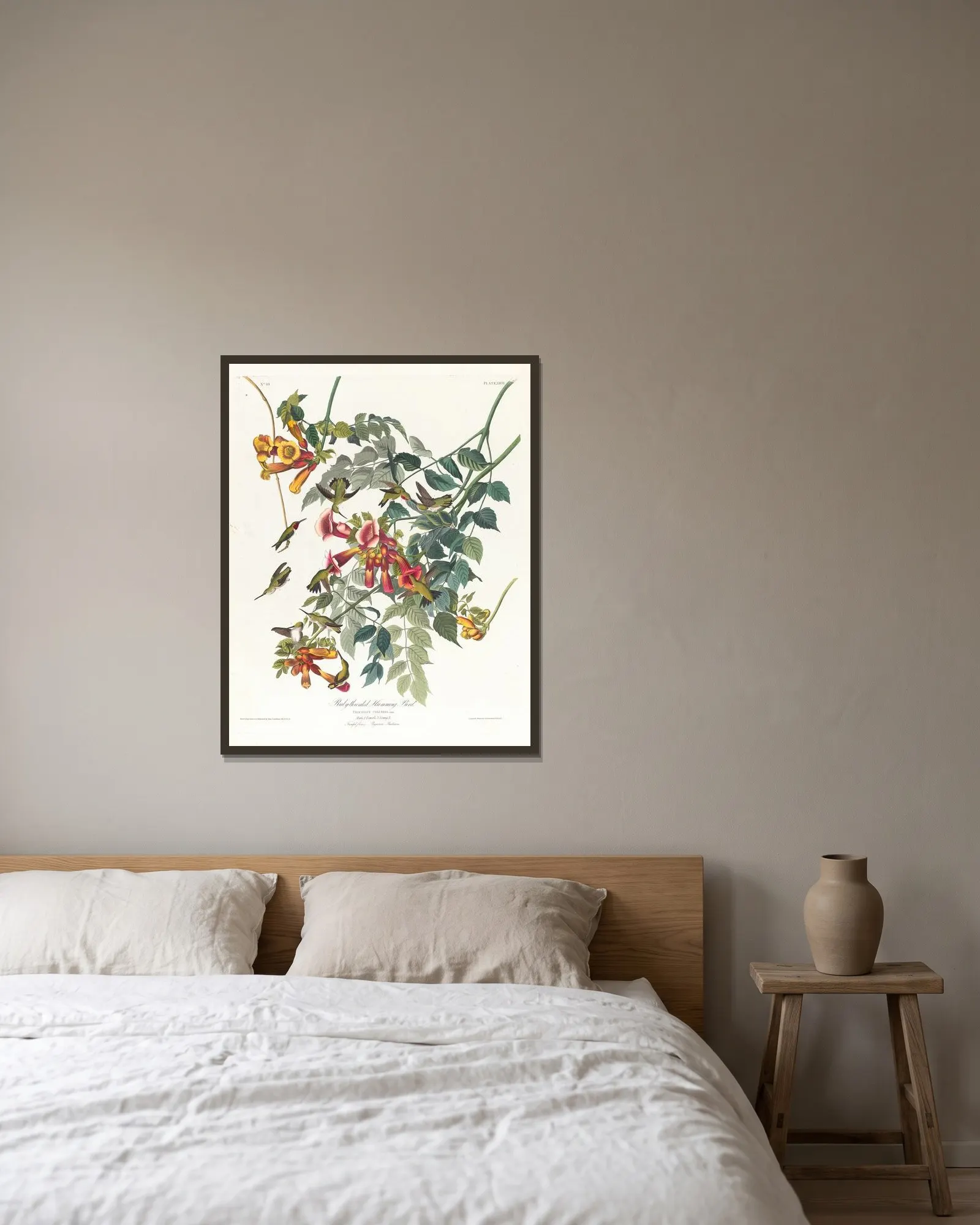 Ruby-throated humming bird av John James Audubon inramad på en vägg