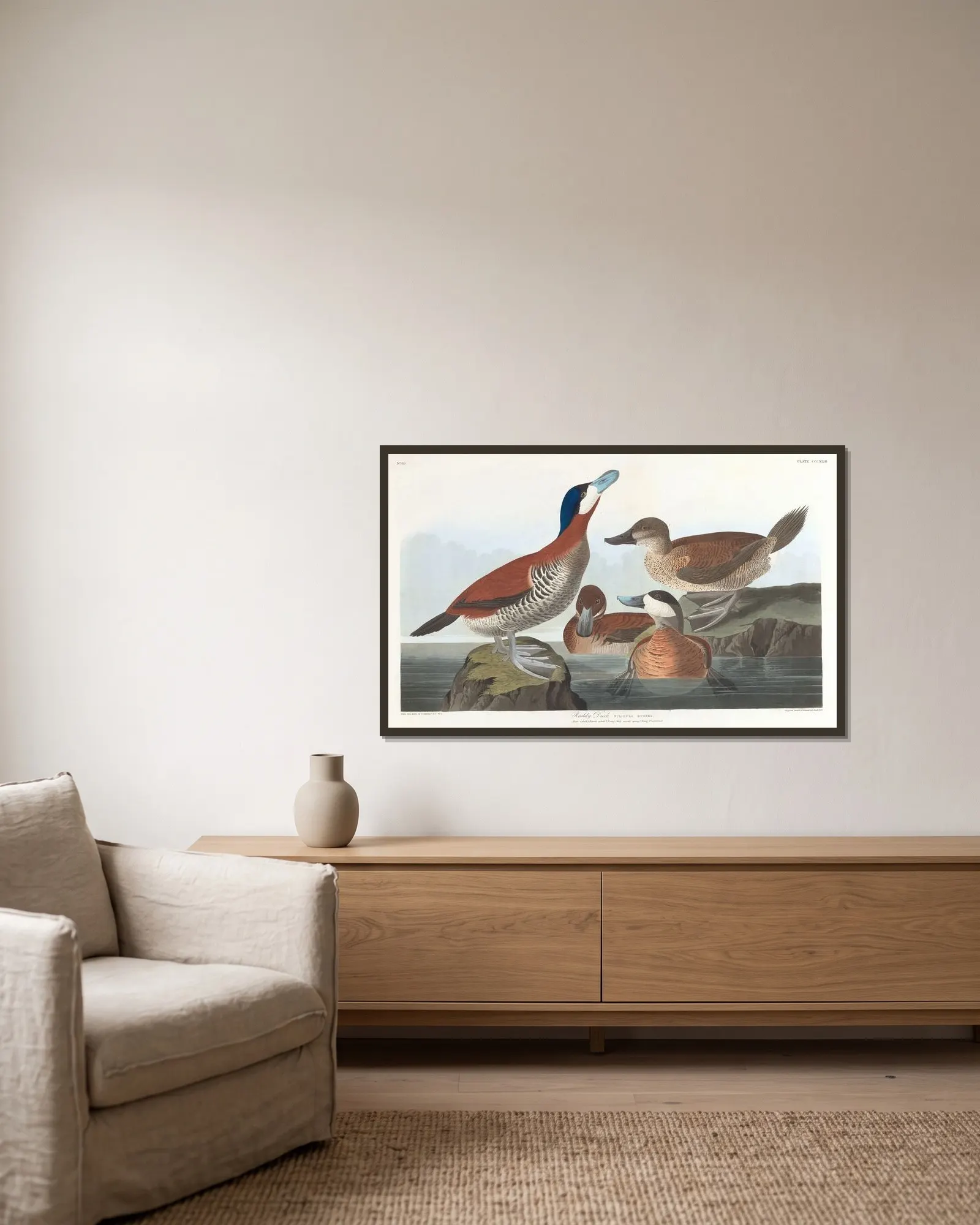Ruddy duck av John James Audubon inramad på en vägg