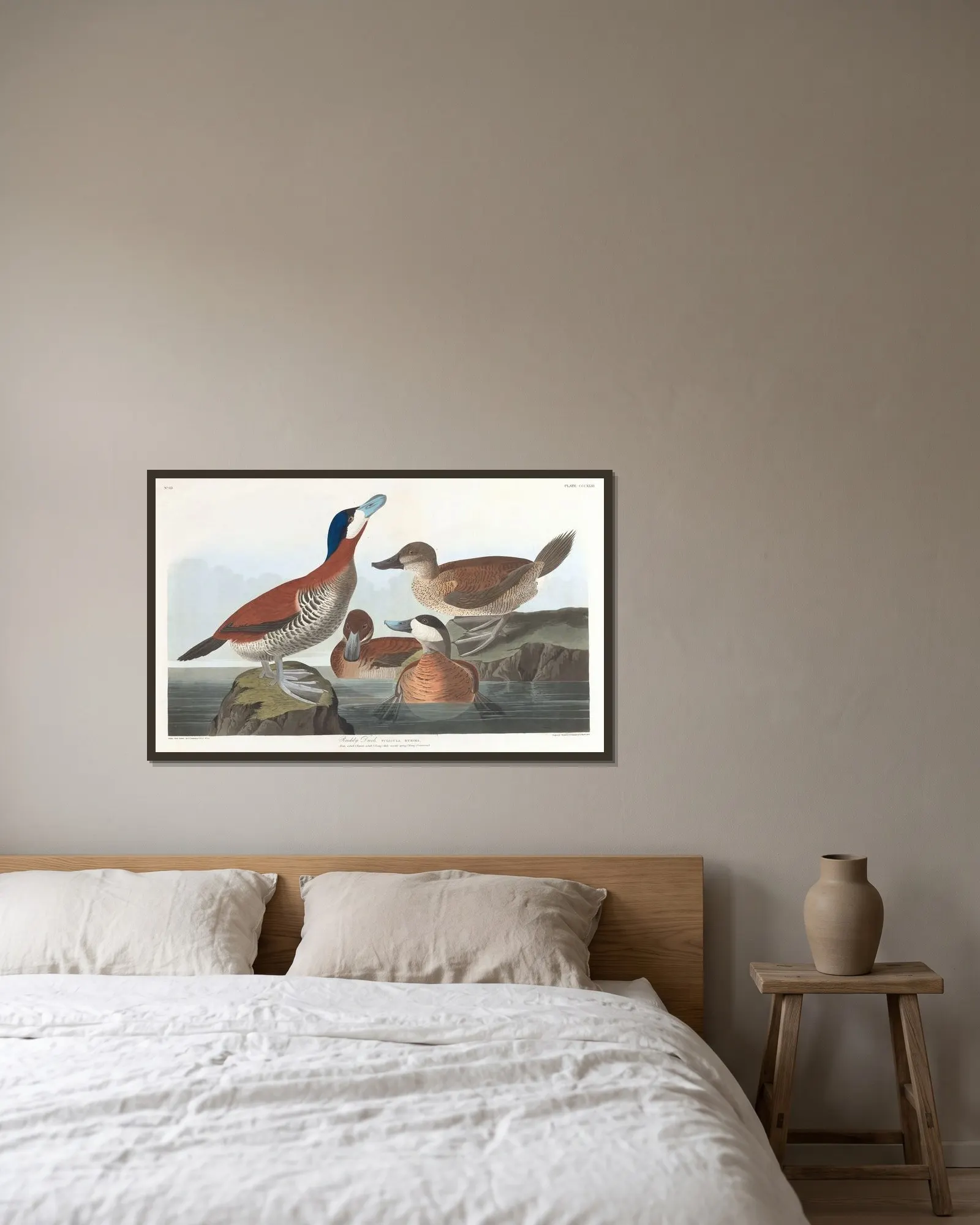 Ruddy duck av John James Audubon inramad på en vägg