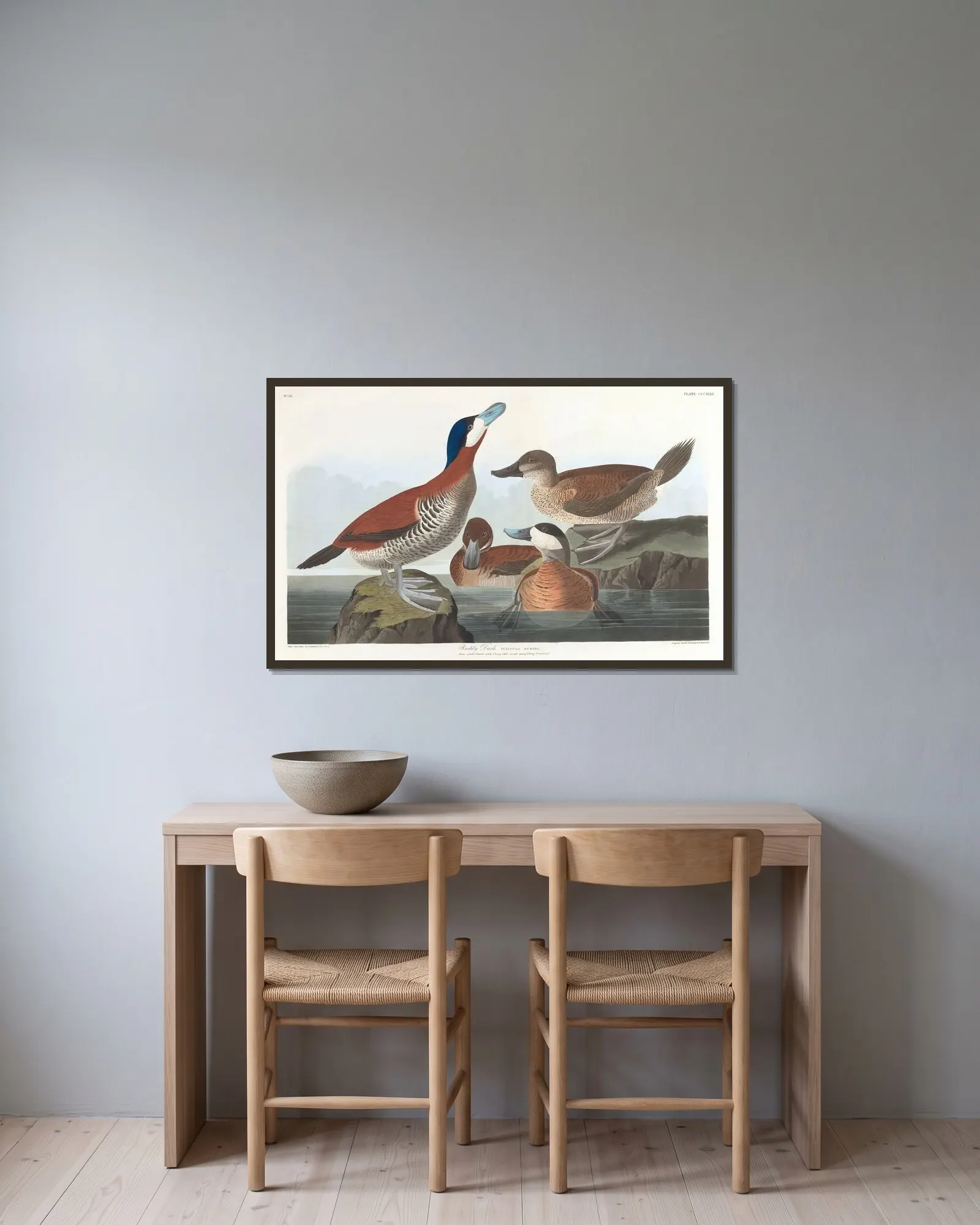 Ruddy duck av John James Audubon inramad på en vägg