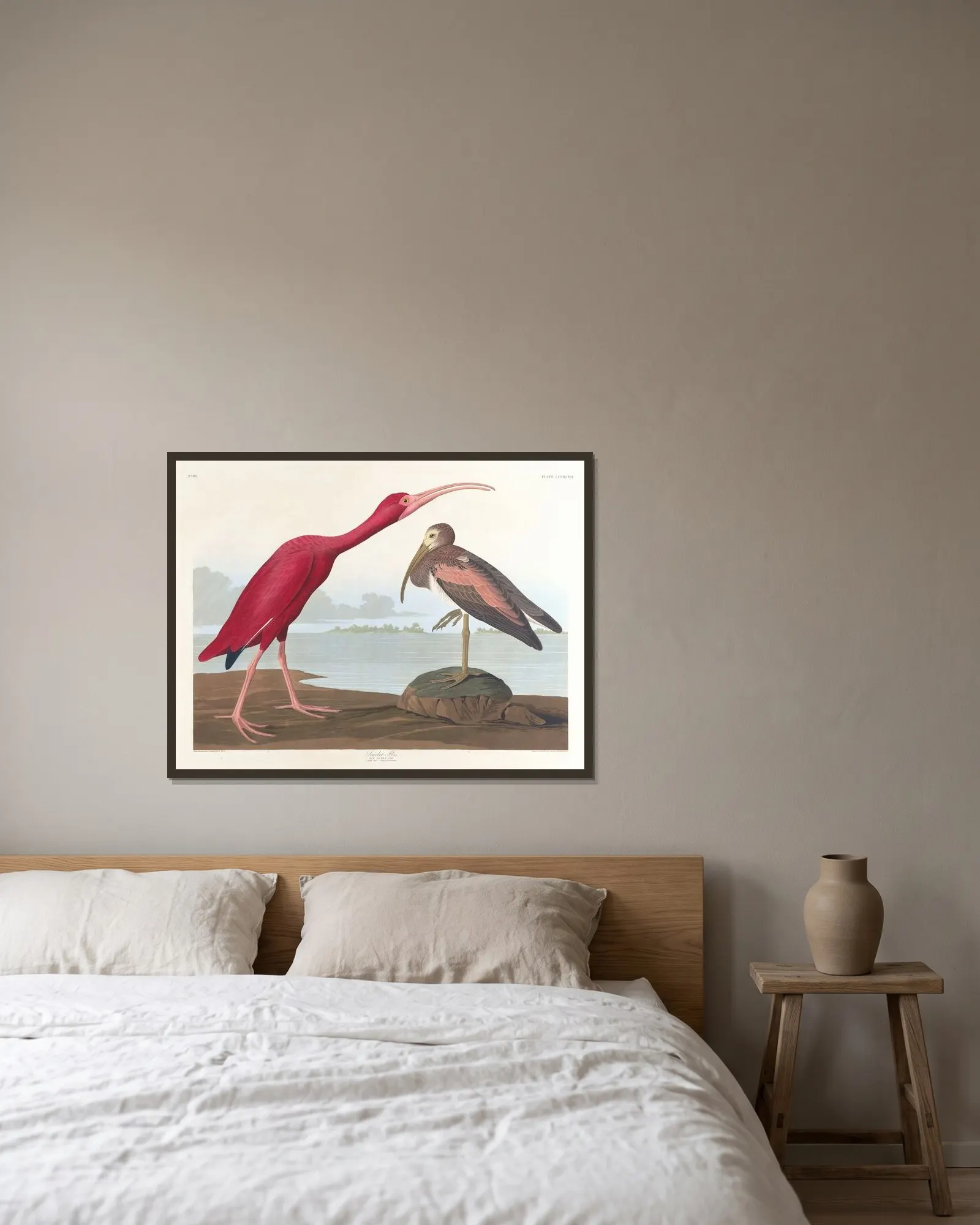 Scarlet ibis av John James Audubon inramad på en vägg