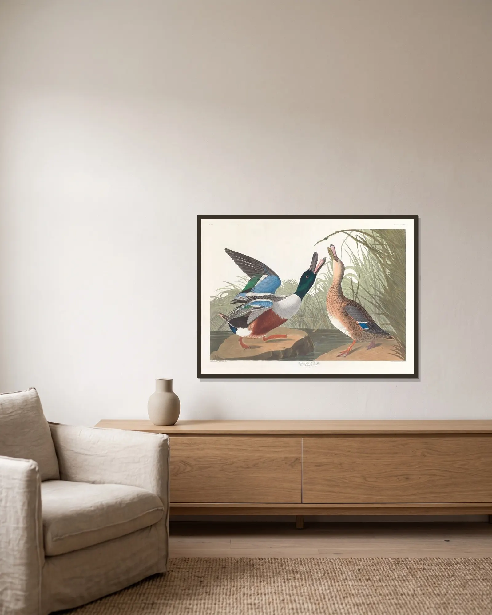 Shoveller duck av John James Audubon inramad på en vägg