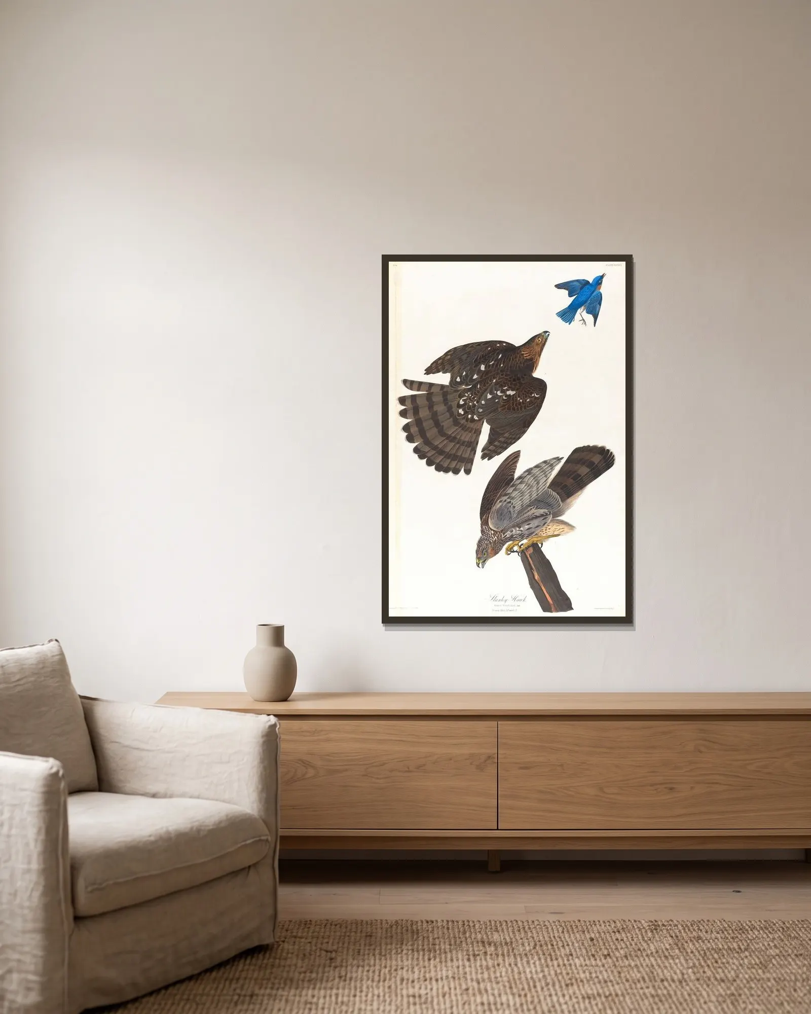 Stanley hawk av John James Audubon inramad på en vägg
