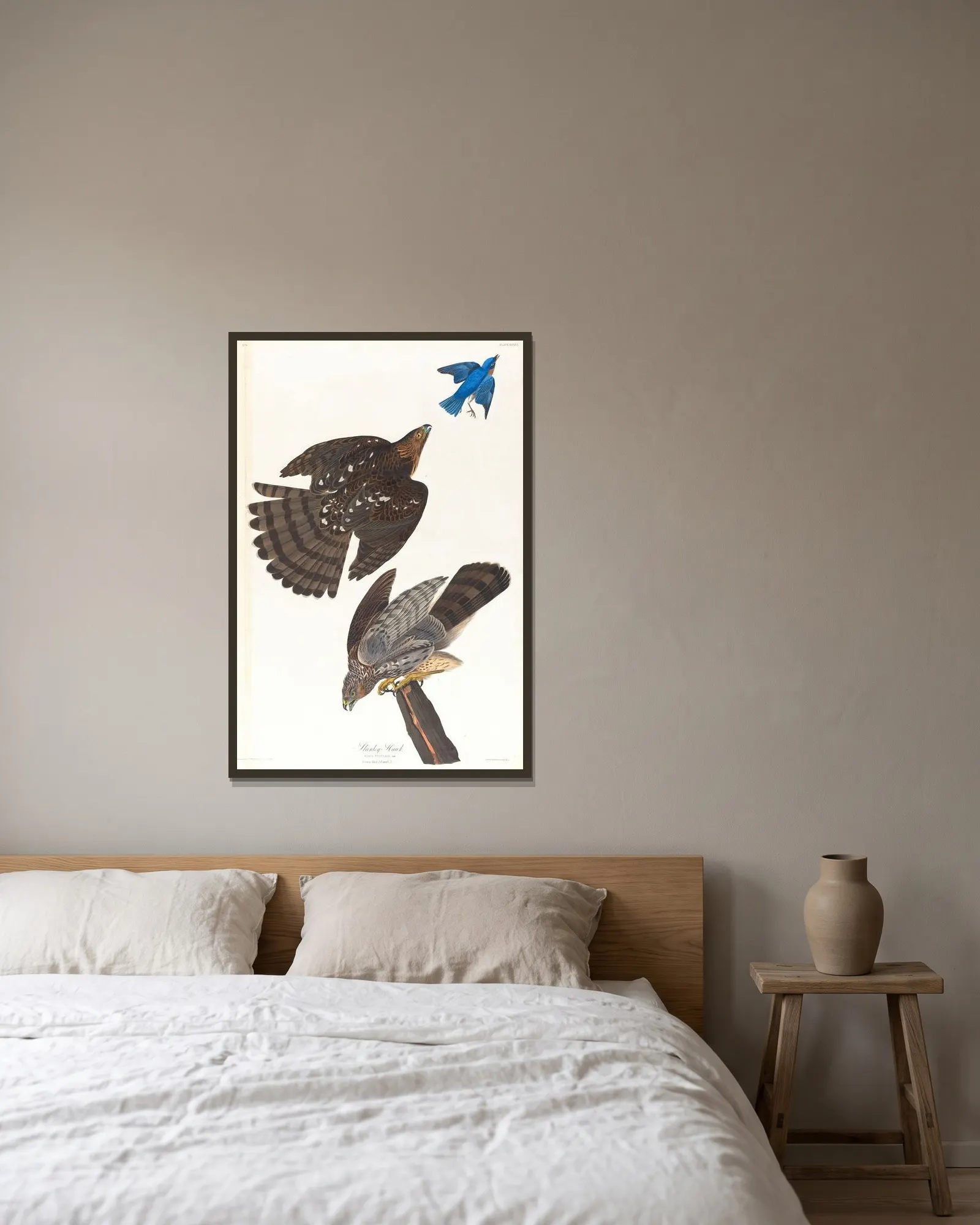 Stanley hawk av John James Audubon inramad på en vägg