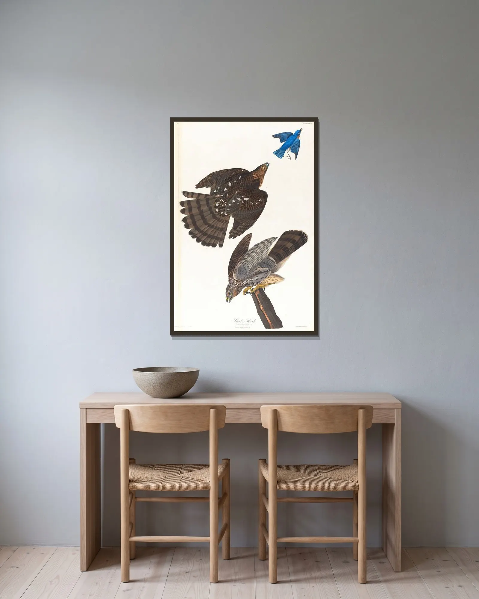 Stanley hawk av John James Audubon inramad på en vägg