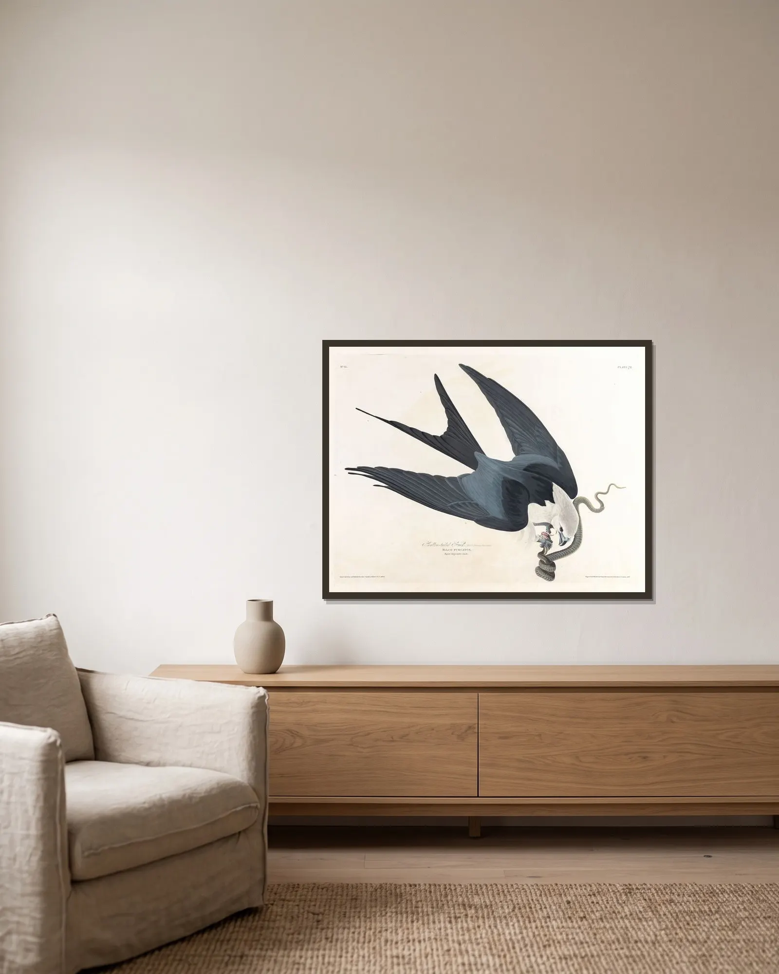 Swallow-tailed hawk av John James Audubon inramad på en vägg