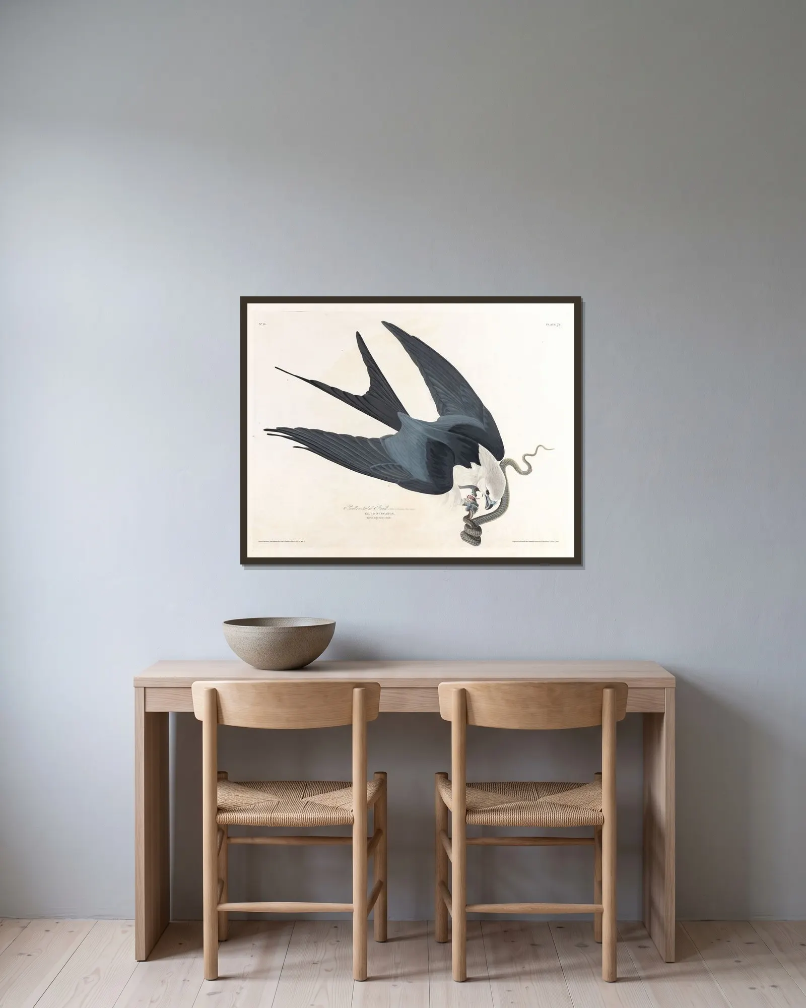 Swallow-tailed hawk av John James Audubon inramad på en vägg