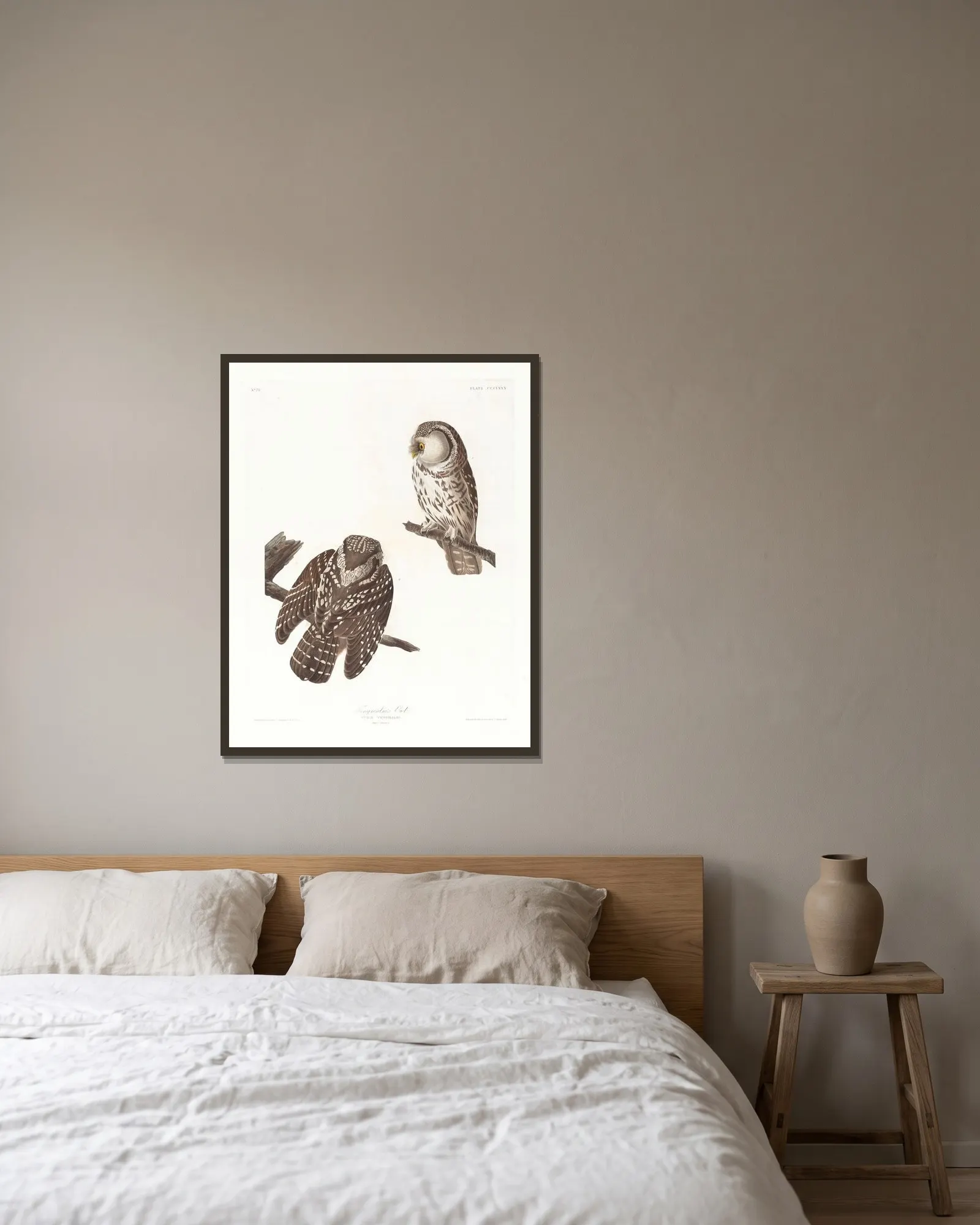 Tengmalm’s owl av John James Audubon inramad på en vägg