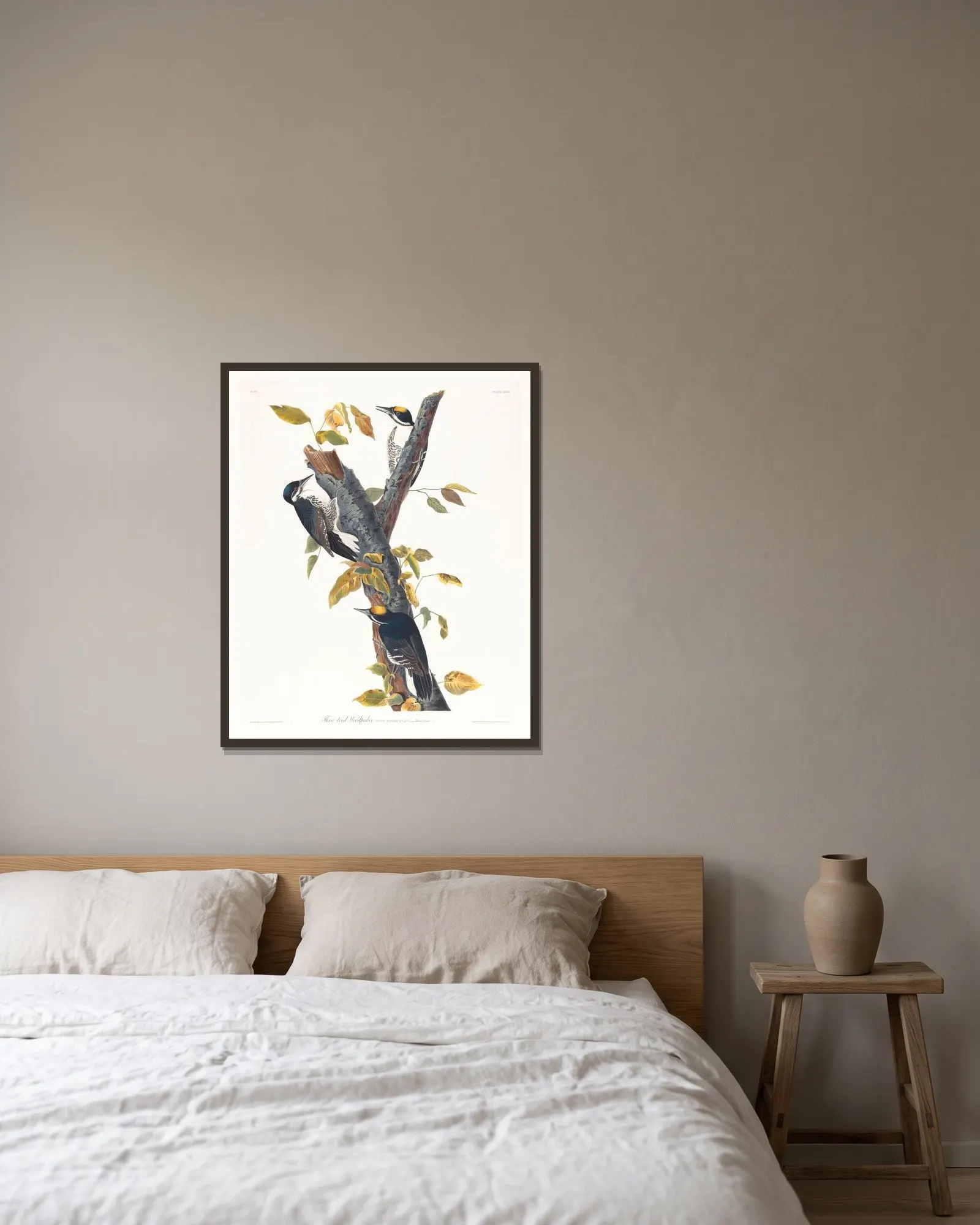 Three-toed woodpecker av John James Audubon inramad på en vägg