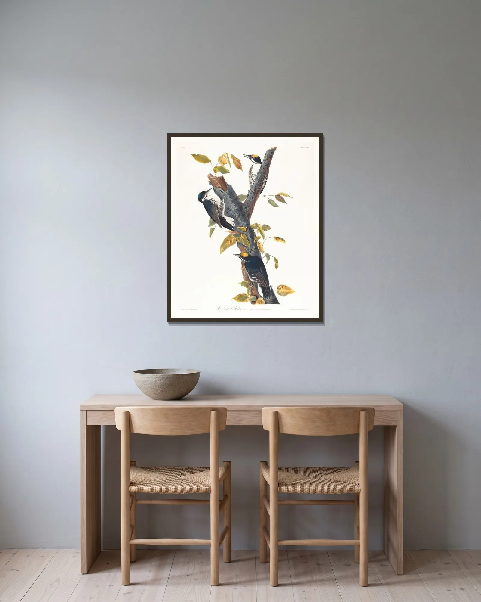 Three-toed woodpecker av John James Audubon inramad på en vägg