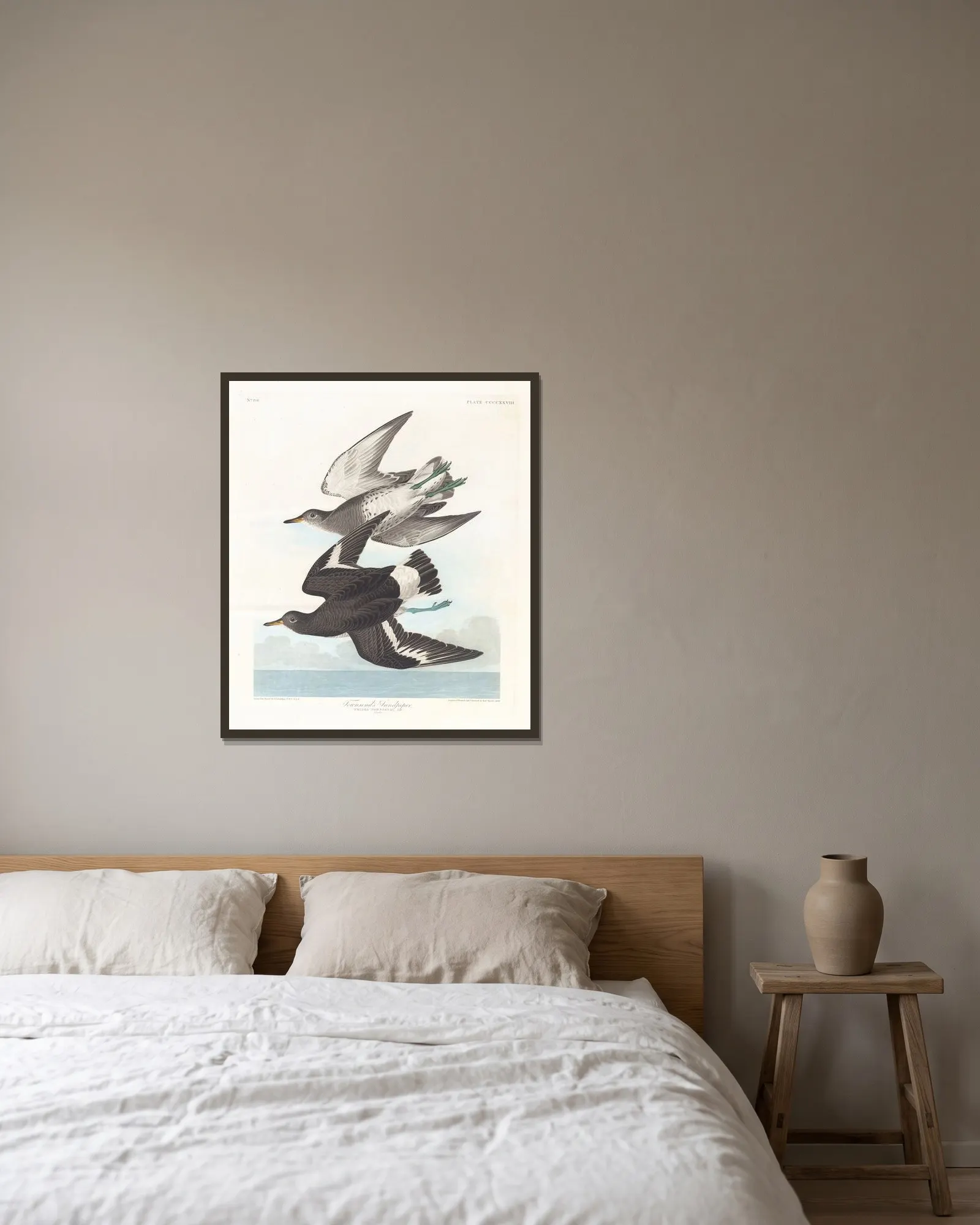 Townsend’s sandpiper av John James Audubon inramad på en vägg