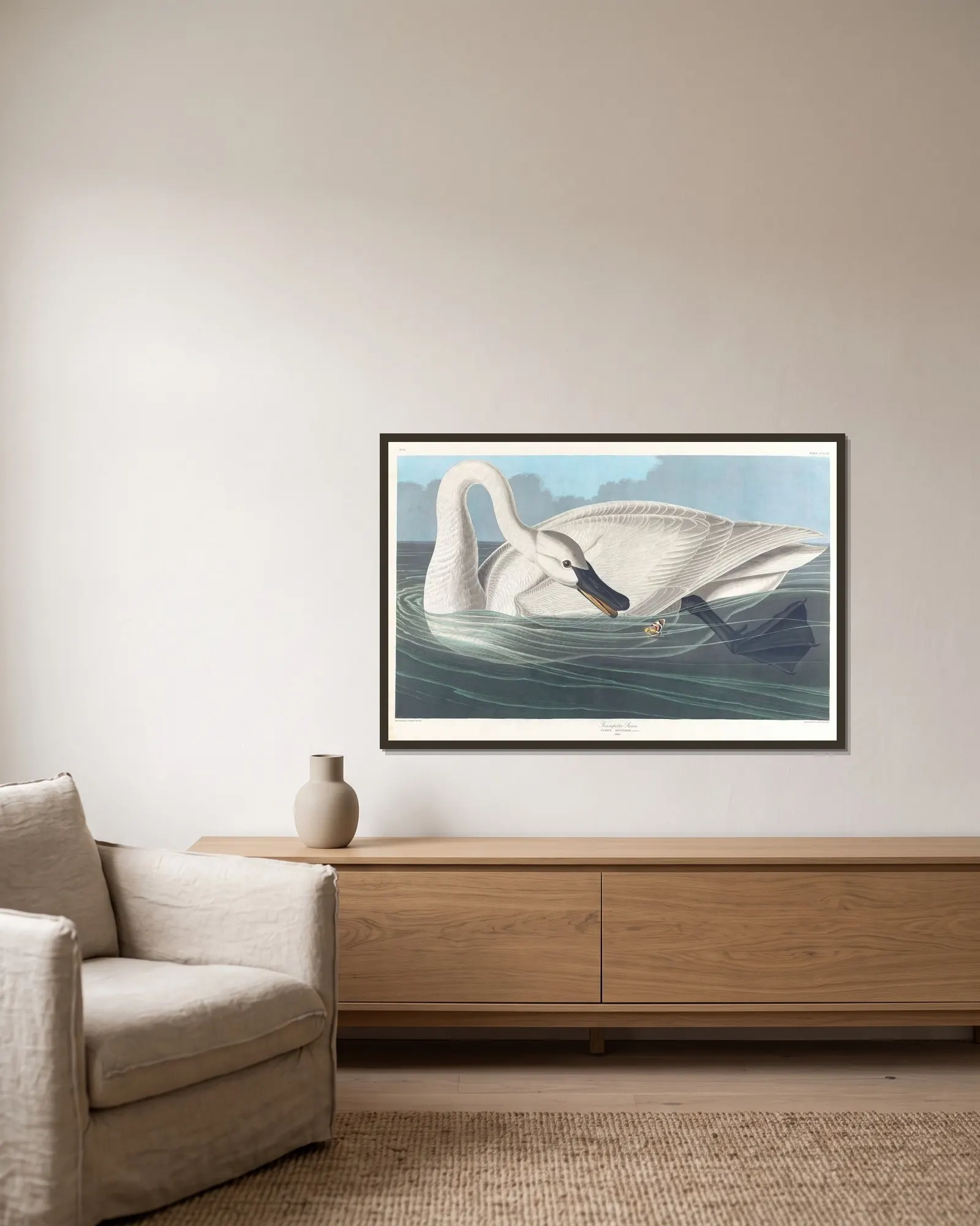 Trumpeter swan av John James Audubon inramad på en vägg