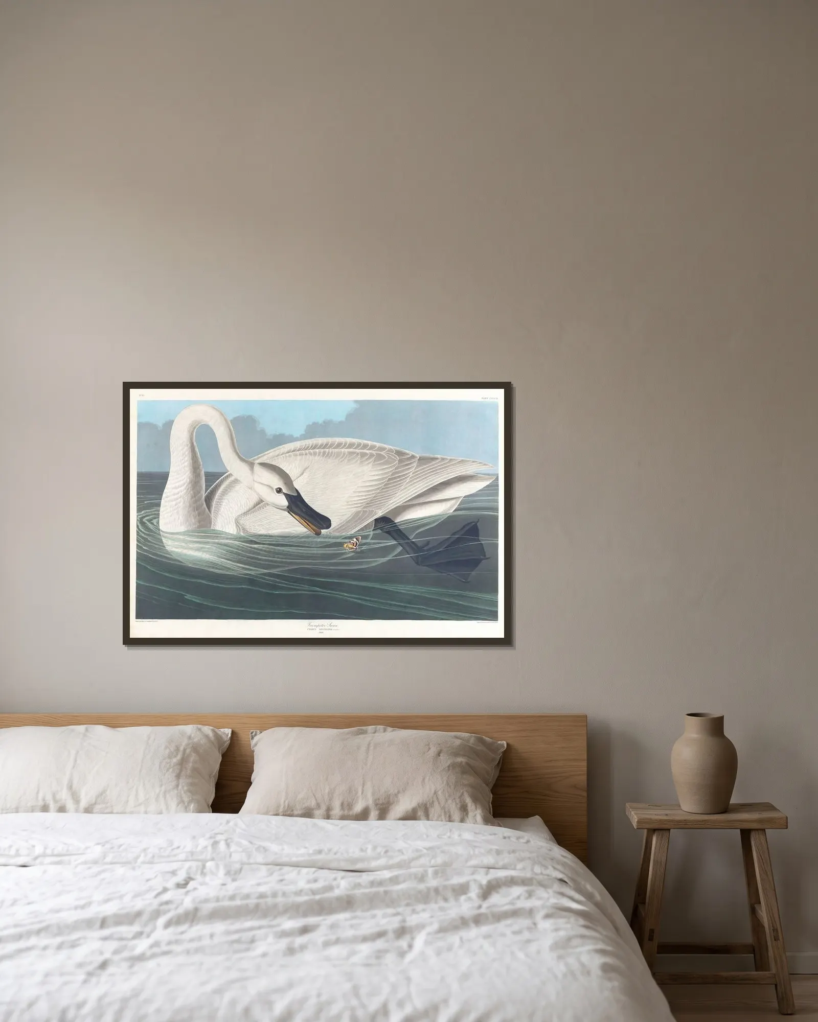 Trumpeter swan av John James Audubon inramad på en vägg