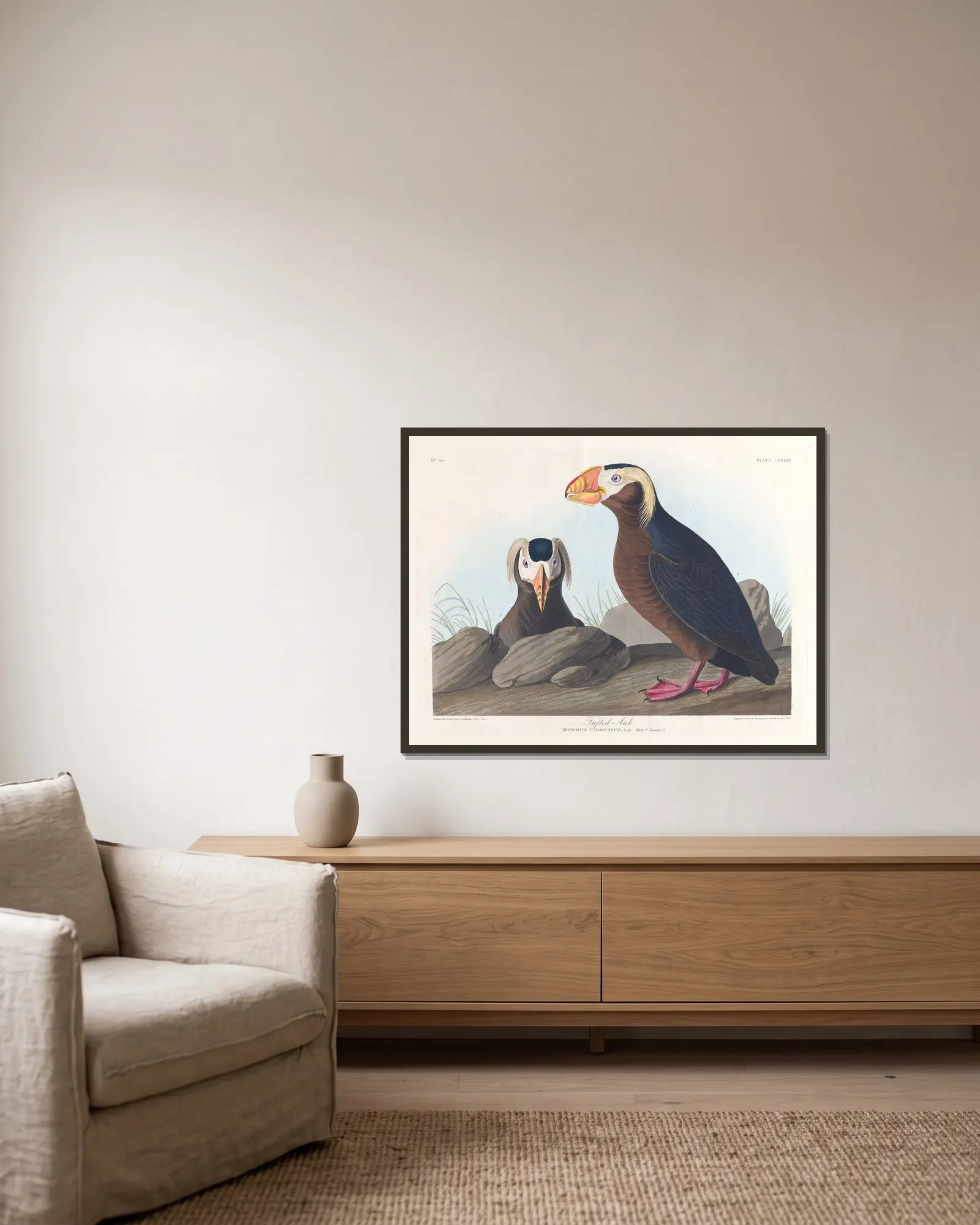 Tufted auk av John James Audubon inramad på en vägg